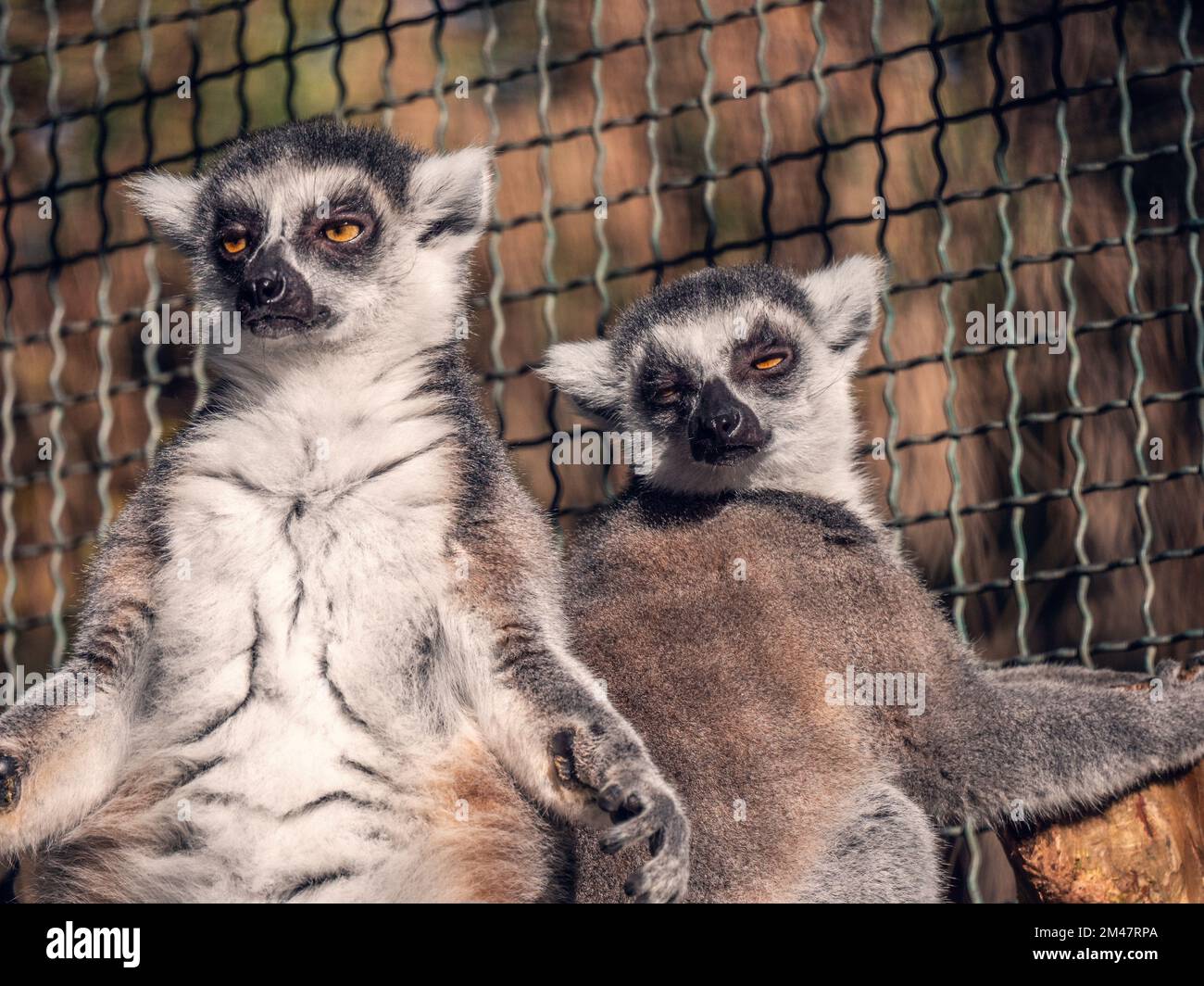 Zwei lustige Lemuren mit geschlossenen Augen genießen die Sonne im Zoo. Stockfoto