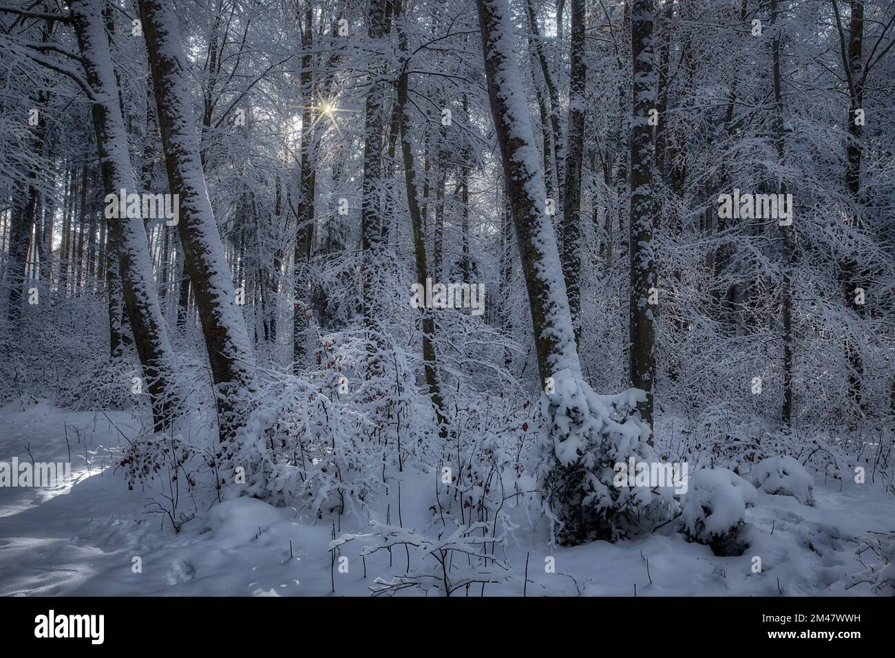 DE - BAYERN: Winterliche Szene im Farchet-Wald in Bad Toelz, Oberbayern Stockfoto