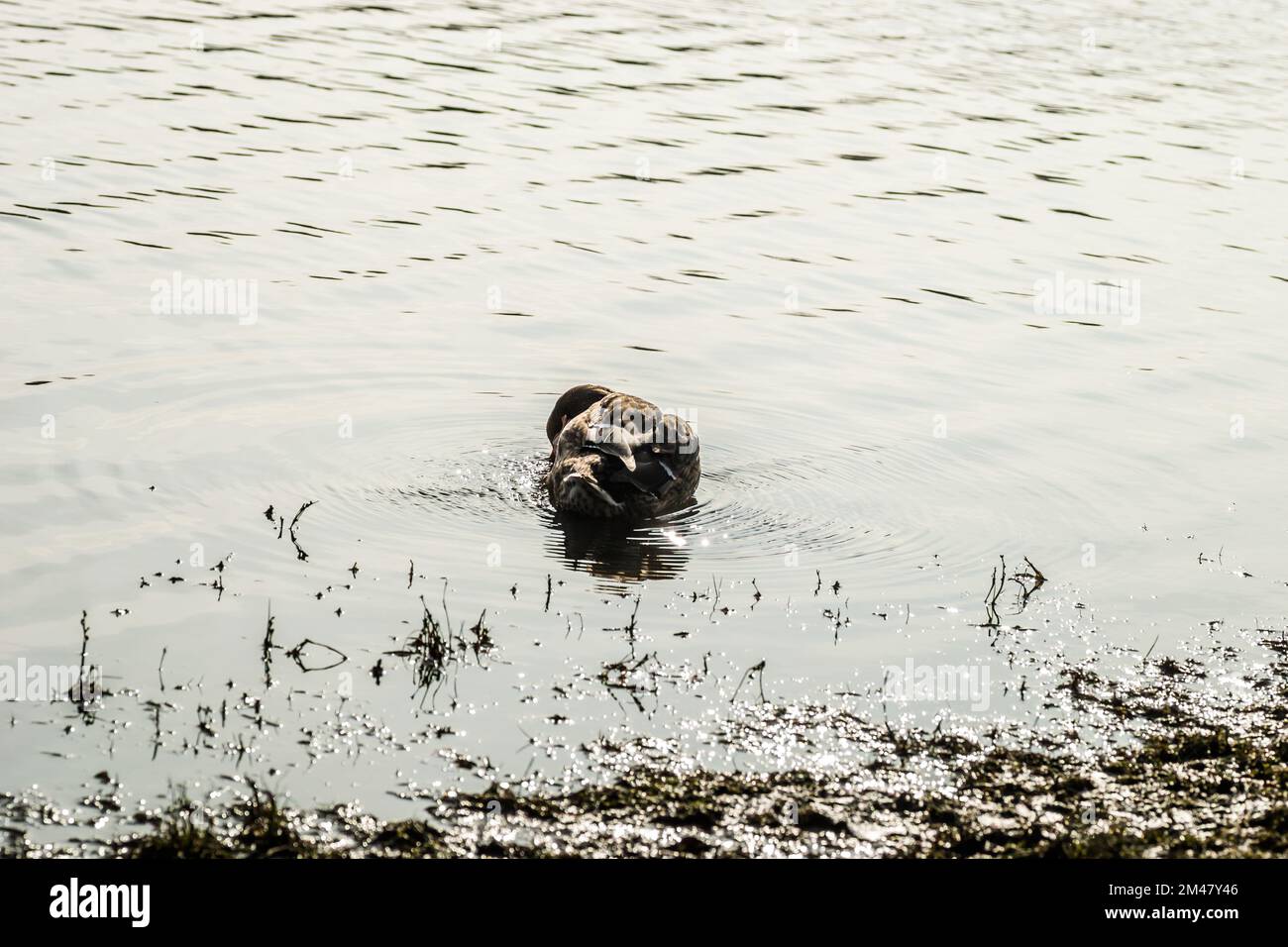 Wilde Enten in ihrer natürlichen Umgebung, im kalten Herbstwasser des Sees. Stockfoto