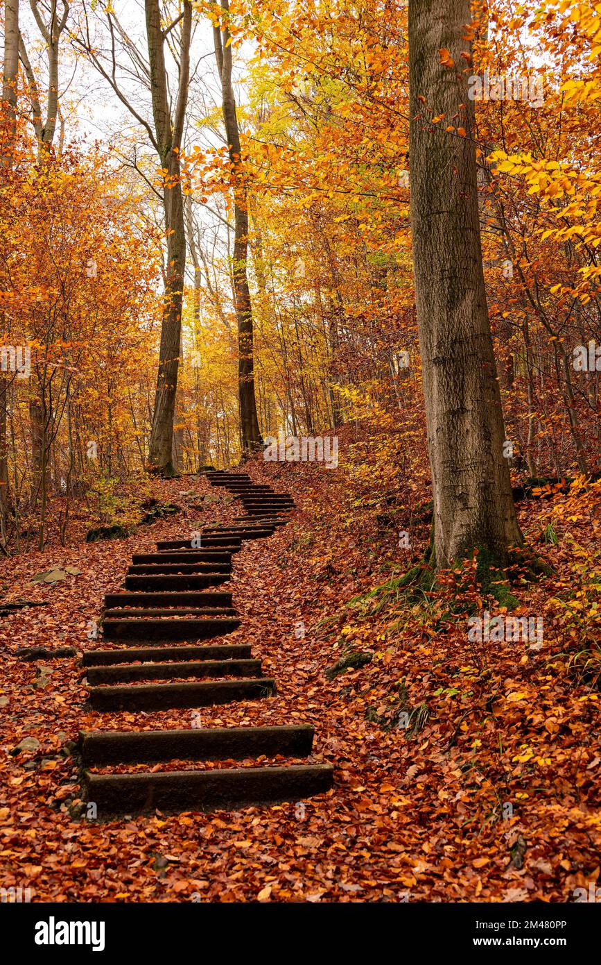 Herbstliche Waldszene mit den verschlungenen Stufen eines Fußwegs, der zwischen mächtigen alten Buchenbäumen mit herbstfarbenem Laub führt, Hohenstein, Deutschland Stockfoto