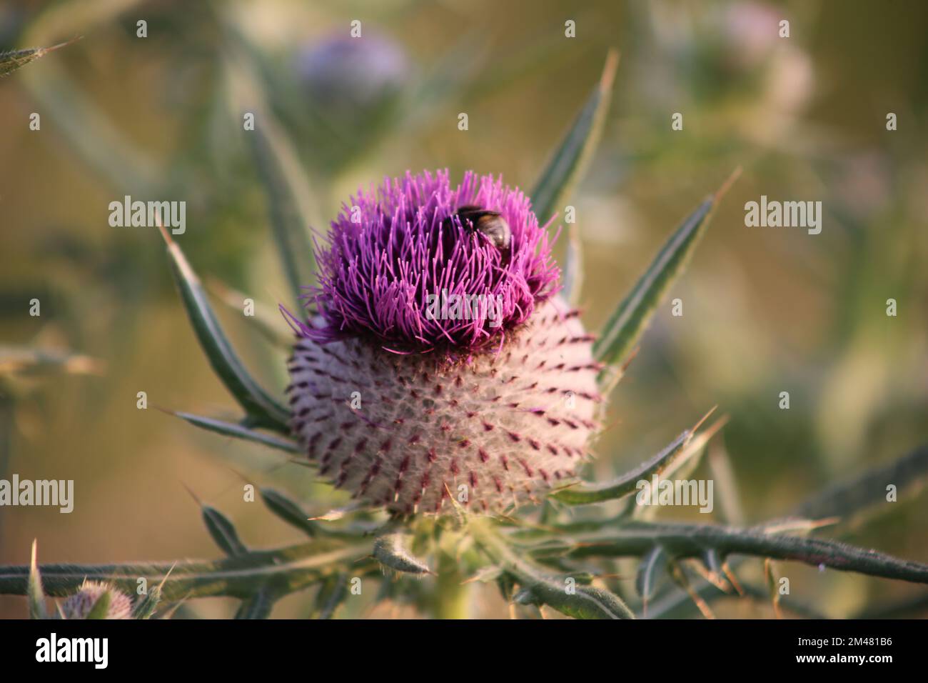 Nahaufnahme einer blühenden Distelblume mit einer Biene, die Nektar sammelt, in einer natürlichen Umgebung im Freien Stockfoto