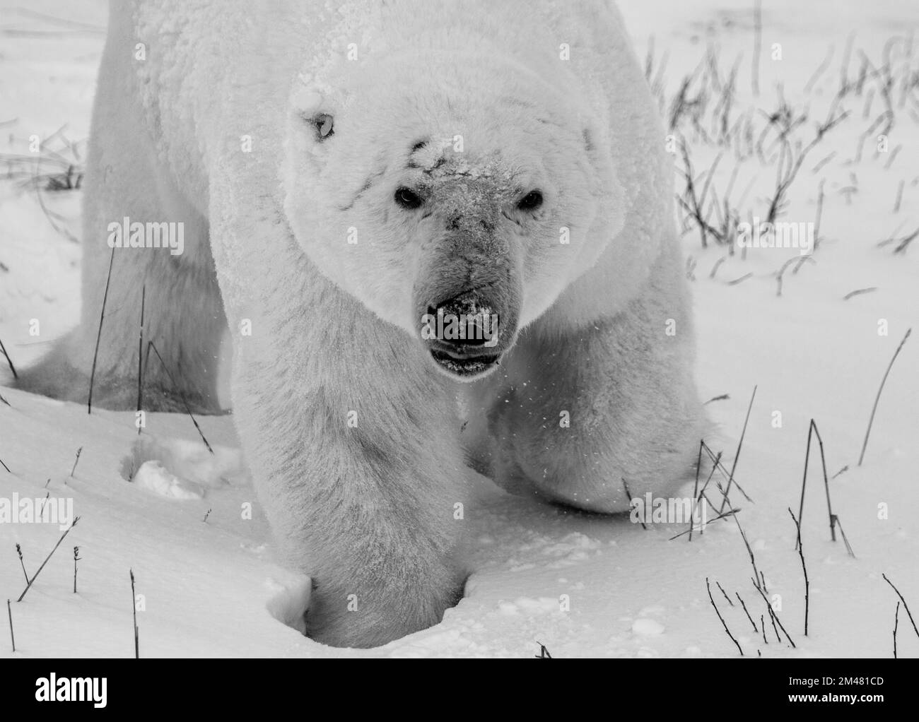 Nahaufnahme eines Eisbären oder Usus maritumus in Schwarz und Weiß mit Schnee im Hintergrund, nahe Churchill, Manitoba Kanada Stockfoto