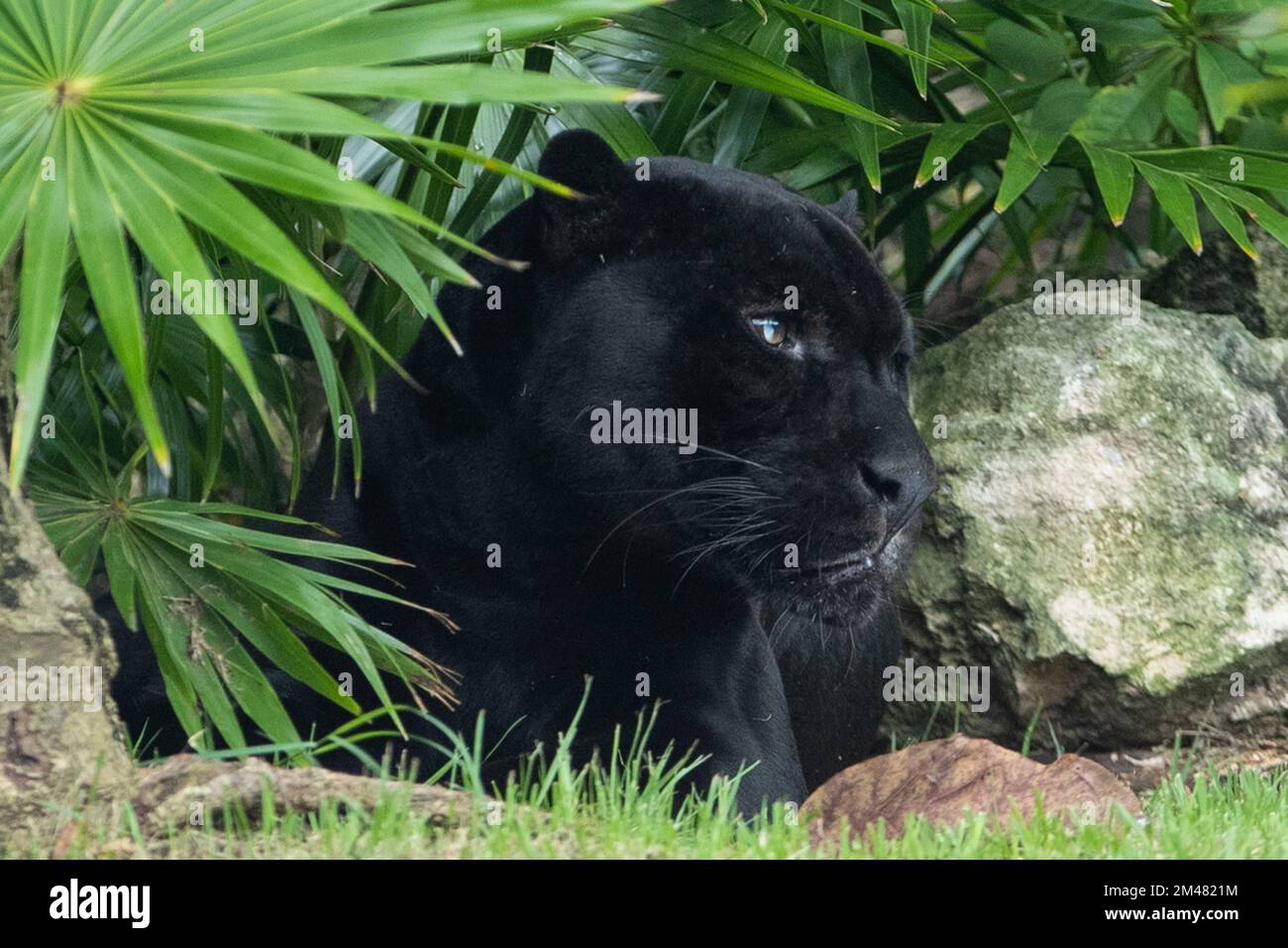 Ein Black Panter, der sich in seinem Lebensraum im Xcaret Park Zoo ausruht. Stockfoto