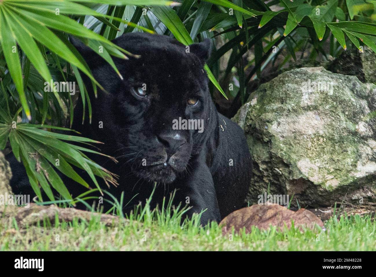 Ein Black Panter, der sich in seinem Lebensraum im Xcaret Park Zoo ausruht. Stockfoto