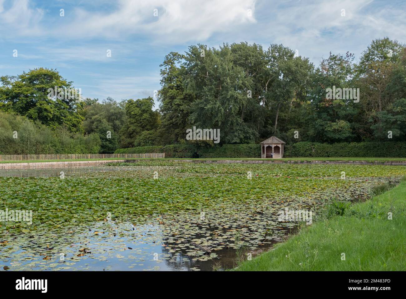Allgemeiner Blick auf Cow Pond, einen Ziersee, vergoldet mit einer Fülle von Seerosen, Windsor Great Park, Surrey, Großbritannien. Stockfoto