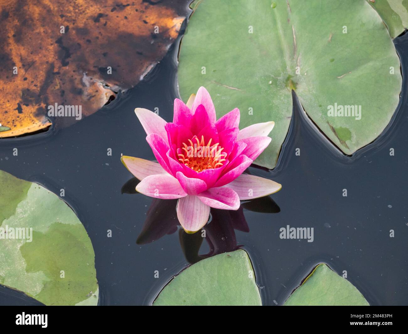 Blüten von Seerosen auf dem Kuhteich in Windsor Great Park, Surrey, Großbritannien. Stockfoto
