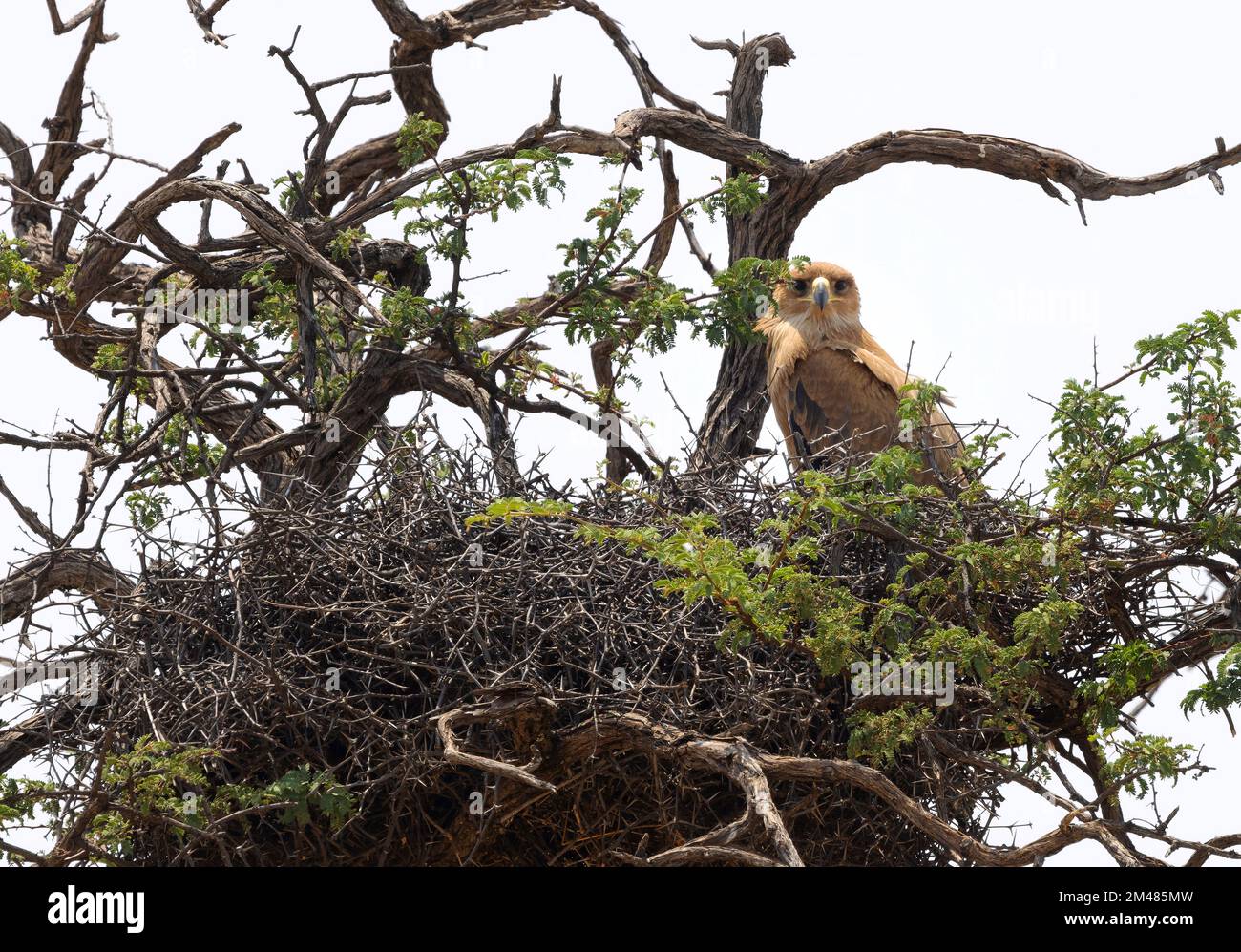 Ein Tawny Eagle, Aquila rapax, ein Raubvogel, der auf seinem Nest in einem Baum sitzt, Chobe-Nationalpark, Botsuana Afrika Stockfoto