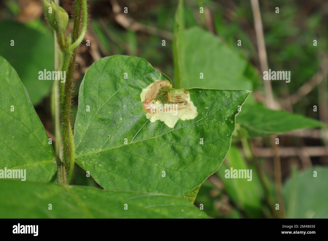 Nahaufnahme eines mit Blattfleckenkrankheit infizierten wilden Weinblattes Stockfoto