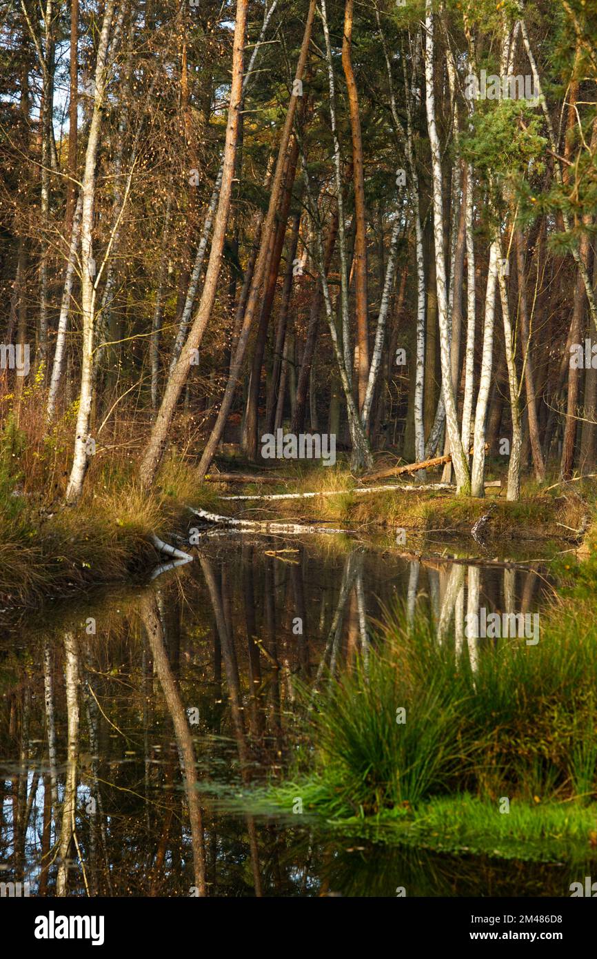 stimmungsvolles Bild eines Bachs durch einen Birkenwald (Ort: Hirschpark „Alte Fasanerie“, Hanau, Deutschland) Stockfoto