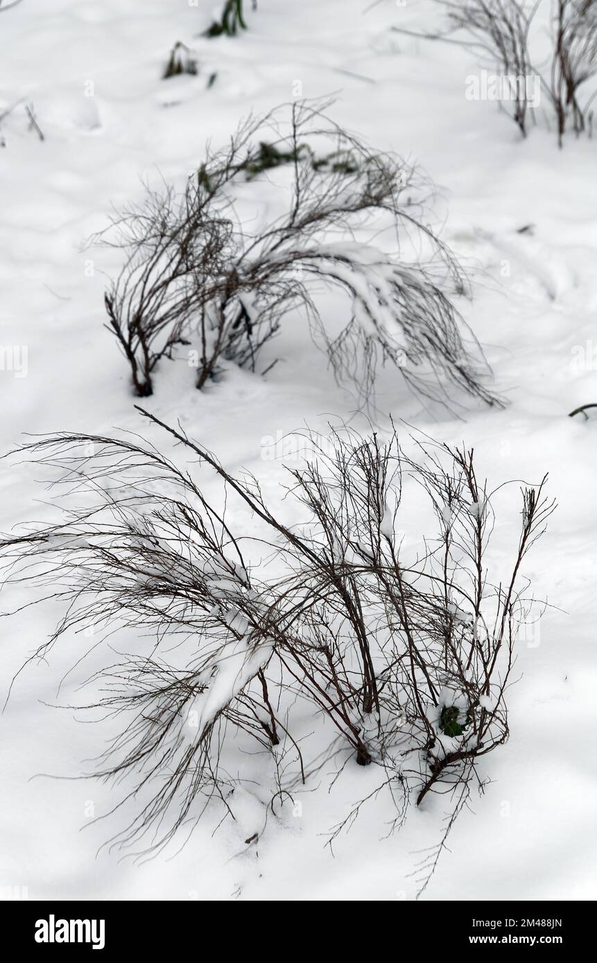 Symbolbild, Winter, Kälte, Hintergrund, Kontrast: Äste, die aus dem Schneebezug ragen Stockfoto