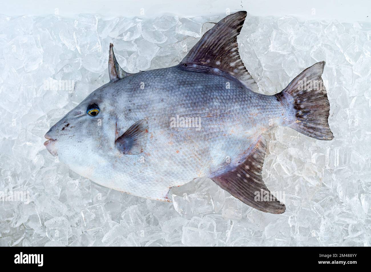 Ein Gray Triggerfish (Balistes capriscus) auf Eis, nachdem er von einem Fischer in Florida, USA, gefangen wurde. Stockfoto