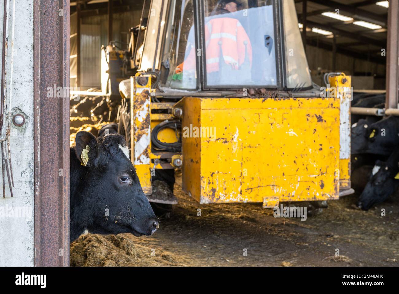 Bauravilla, West Cork, Irland. 19.. Dezember 2022. Milchbauer Michael Crowley füttert seine Herde von 170 Kühen auf dem Hof seiner Frau Marguerite in Bauravilla, West Cork, mit Silage. Die Kühe werden im Februar wieder auf die Weide gehen, nachdem sie gekalbt haben. Kredit: AG News/Alamy Live News Stockfoto