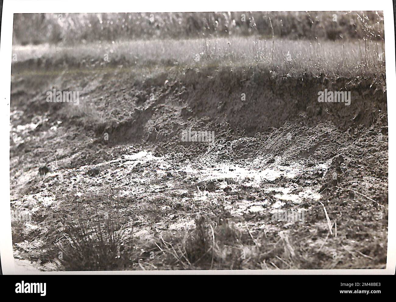 Fotos von Frostkochen, aufgenommen im Graben nahe Lee Boulevard bei Falls Church, Virginia. Originalunterschrift: Fotos im Graben gegenüber der Südseite des Lee Boulevard bei Falls Church, Virginia. (Siehe 40-1052-A-B) die Autobahn an diesem Punkt über der eindeutig instabilen Beschaffenheit des Materials, das vermutlich der Oberfläche zugrunde liegt, an der dieses Frostkochen auftrat. J. K. Hillers März 1940. Bundesstaat Virginia. Stockfoto