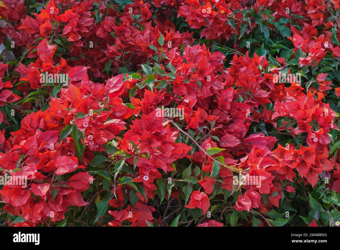 Blühendes rotes Bougainvillea-Bett im Garten als Blumenhintergrund. Helle, kontinuierlich blühende Zwerge purpurrot bougainvillea. Stockfoto