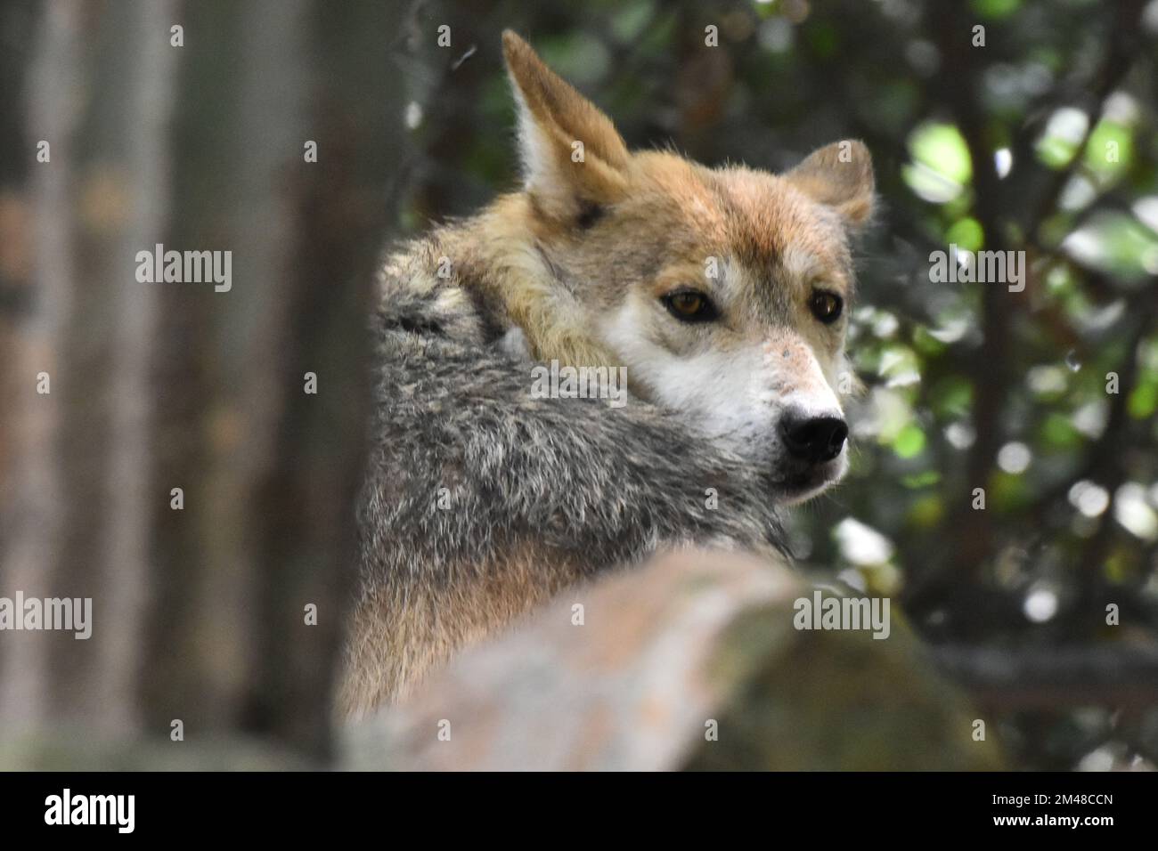 Während seiner Gefangenschaft im mexikanischen Zoo Chapultepec spielt ein mexikanischer Wolf Puppy. Stockfoto