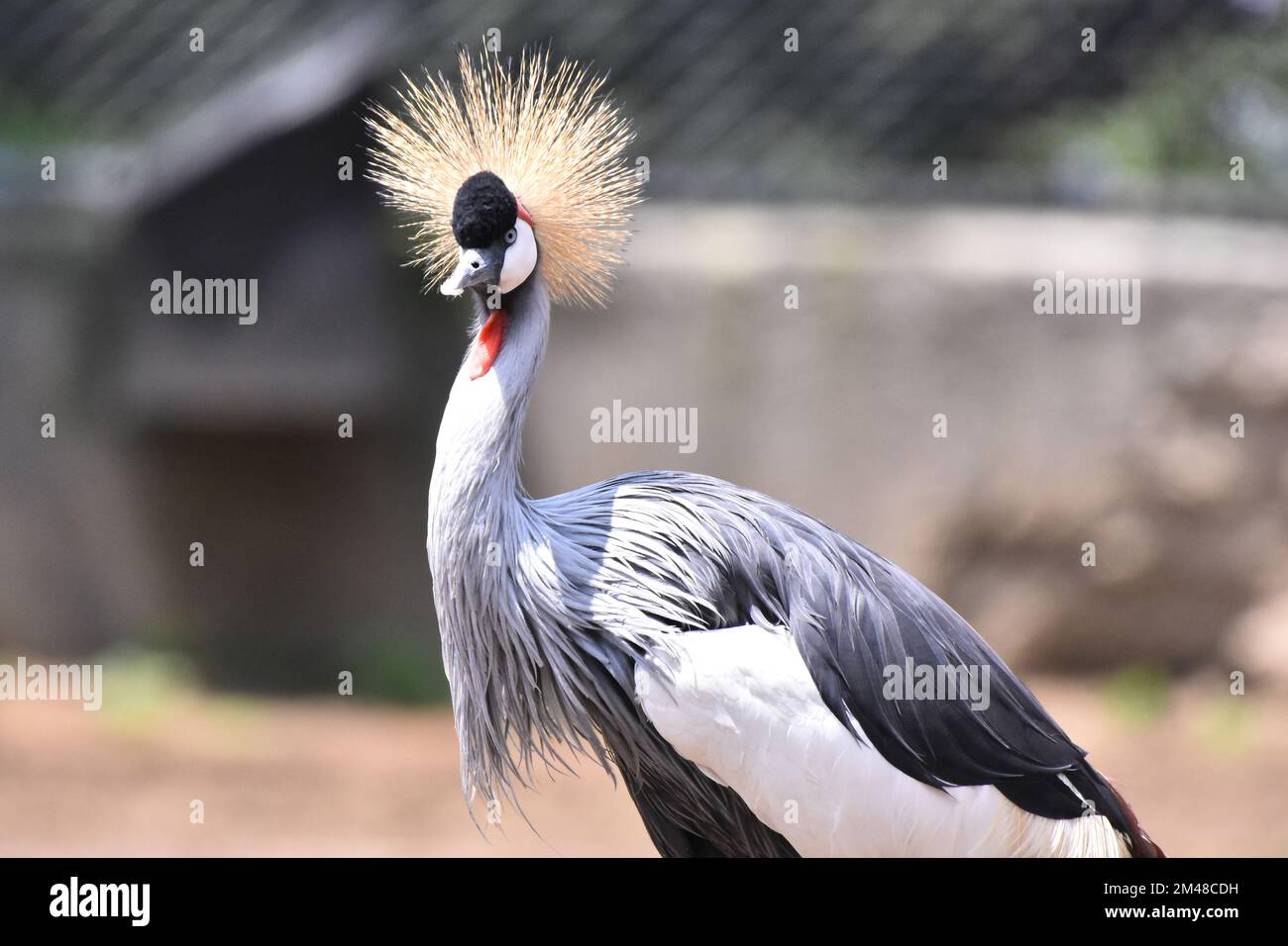 Ein Kranich wird während seiner Gefangenschaft im mexikanischen Zoo Chapultepec gesehen. Stockfoto