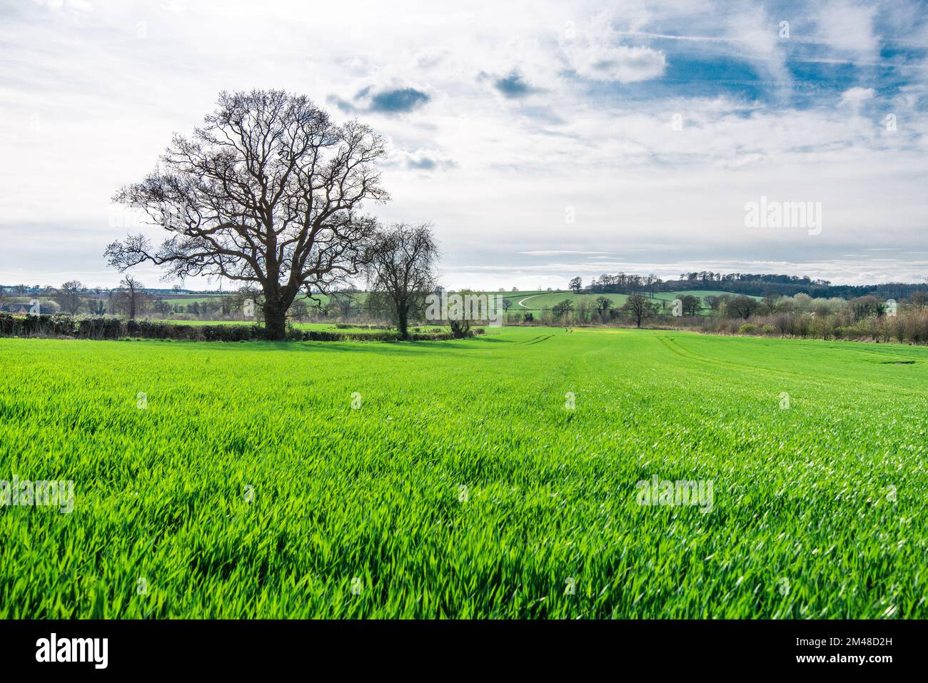 Wunderschöne grüne Felder Englands an einem Sommertag mit flauschigem Himmel Stockfoto