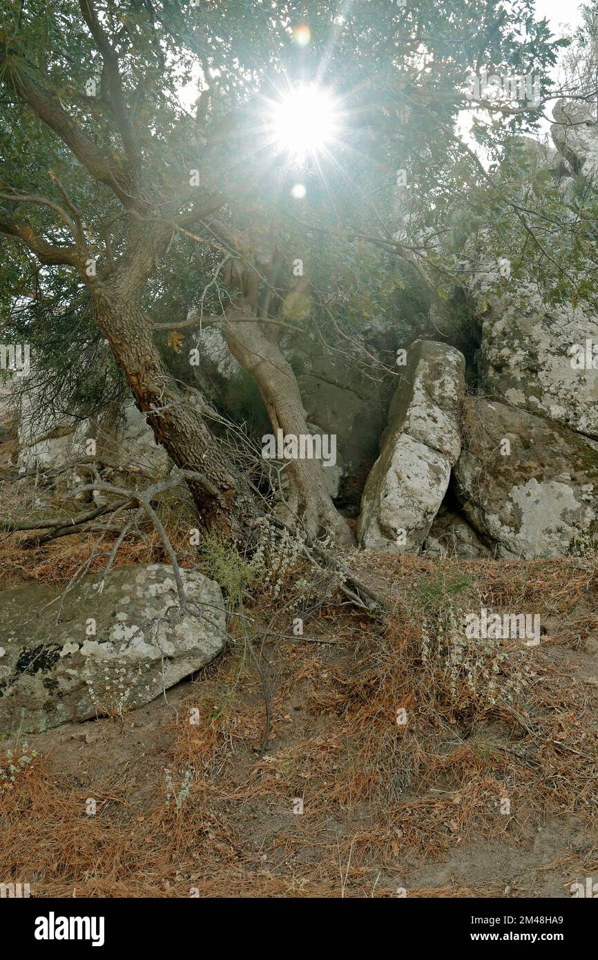 Sonne durch Bäume, Lesbos, Contra Jour. September/Oktober 2022..cym Stockfoto
