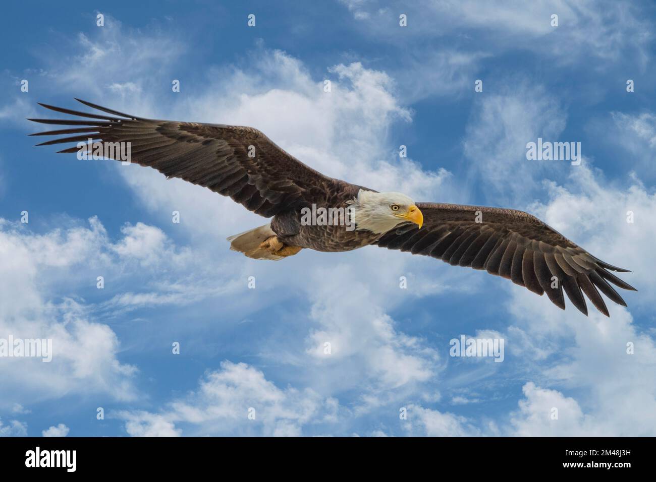 Weißkopfseeadler Fliegt Über Lockport, Louisiana Stockfoto