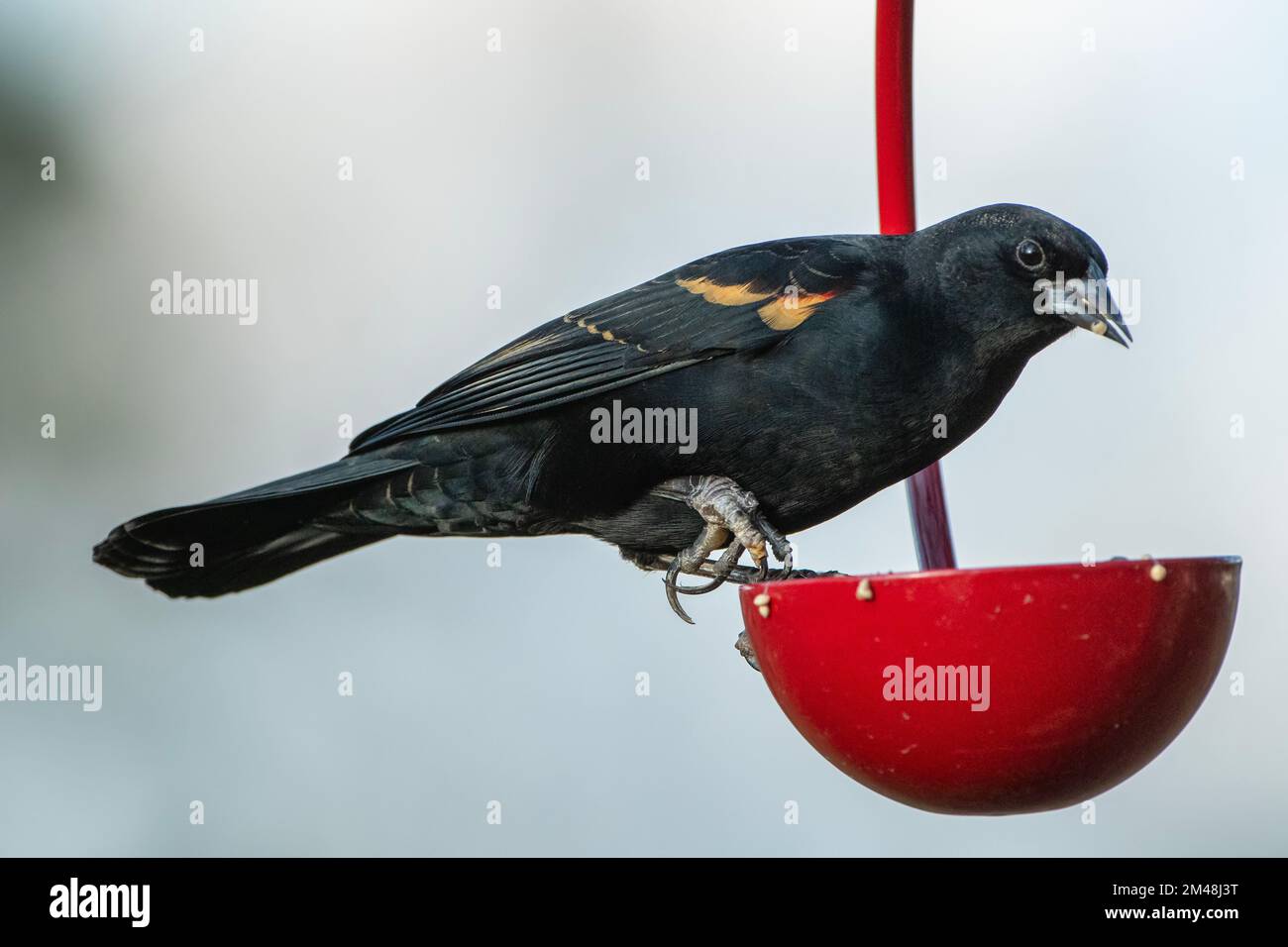 Verkrüppelter männlicher roter Flügel-Blackbird auf kleinem Rottassenfütter Stockfoto