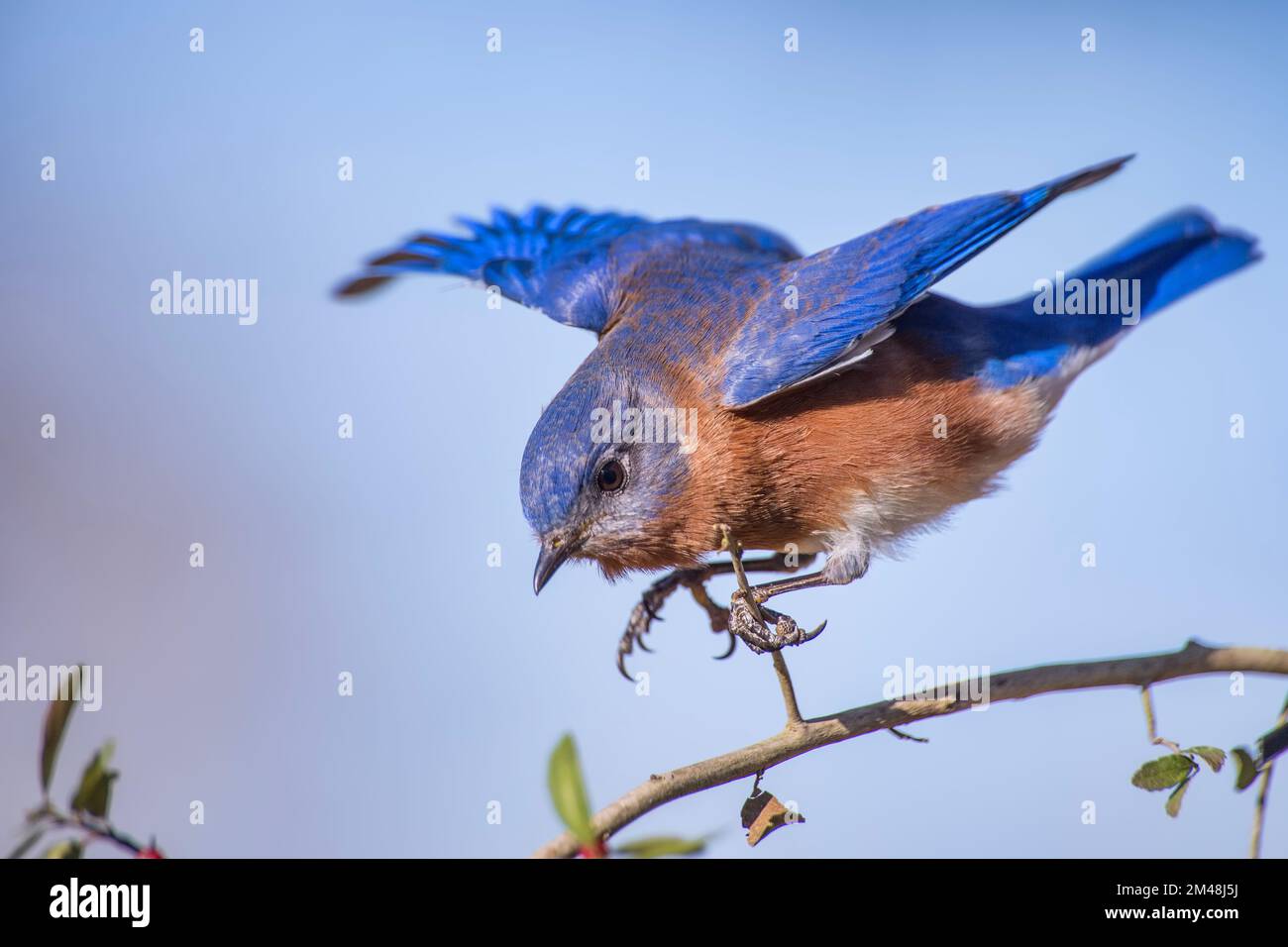 Männlicher östlicher Bluebird balanciert auf Slimender Branch mit nach außen gedehnten Flügeln Stockfoto