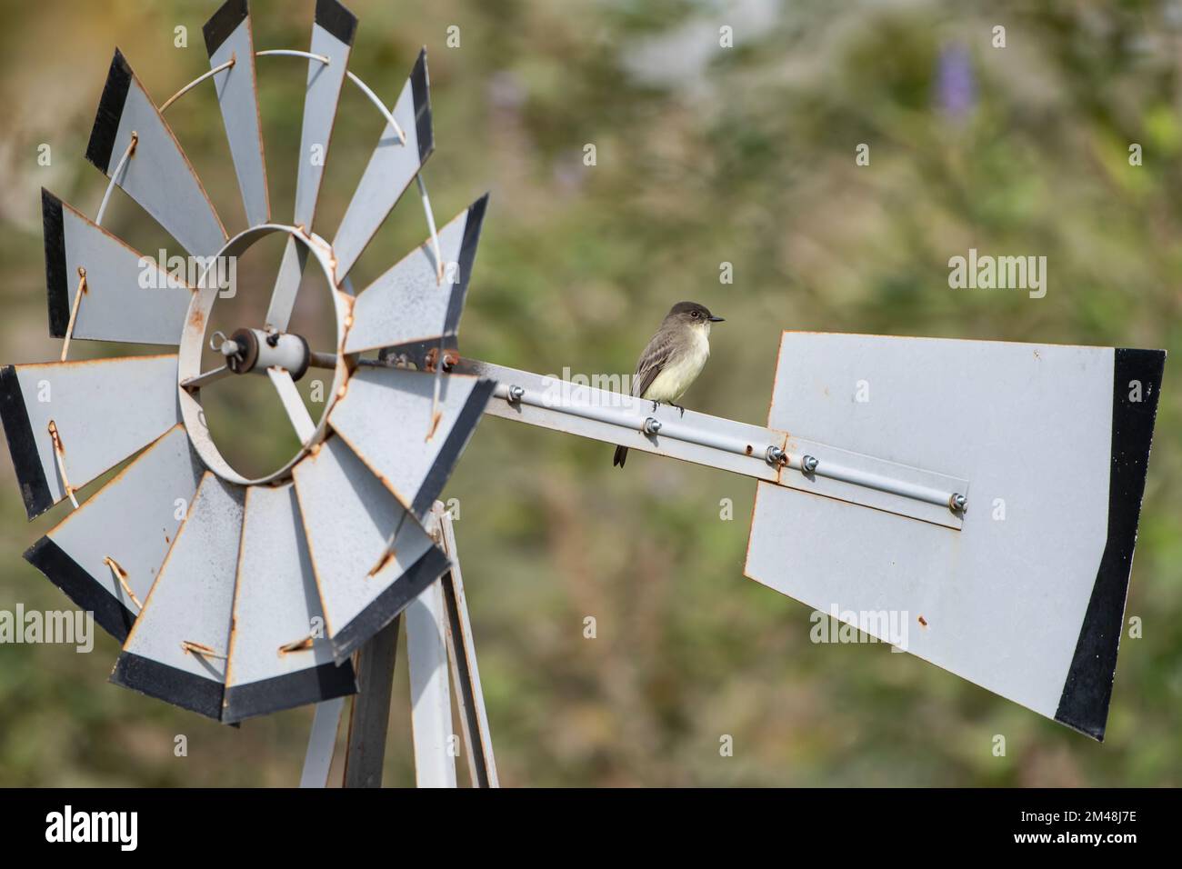 Eastern Phoebe hoch oben auf der Windmill im Louisiana Garden Stockfoto