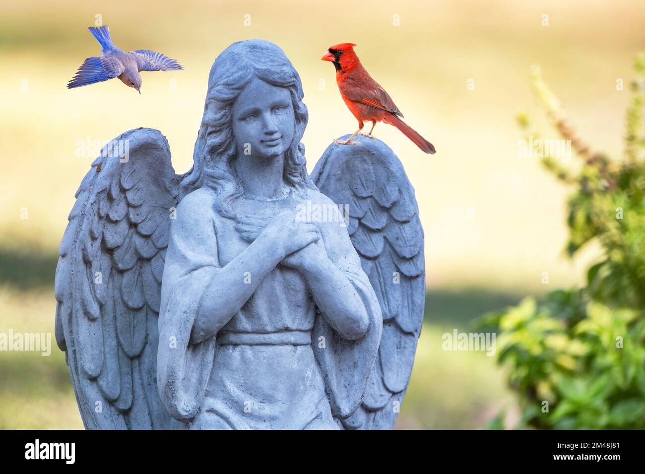 Garden Angel mit dem nördlichen Kardinal im Flügel und einem im Hintergrund fliegenden östlichen Blauen Vogel Stockfoto