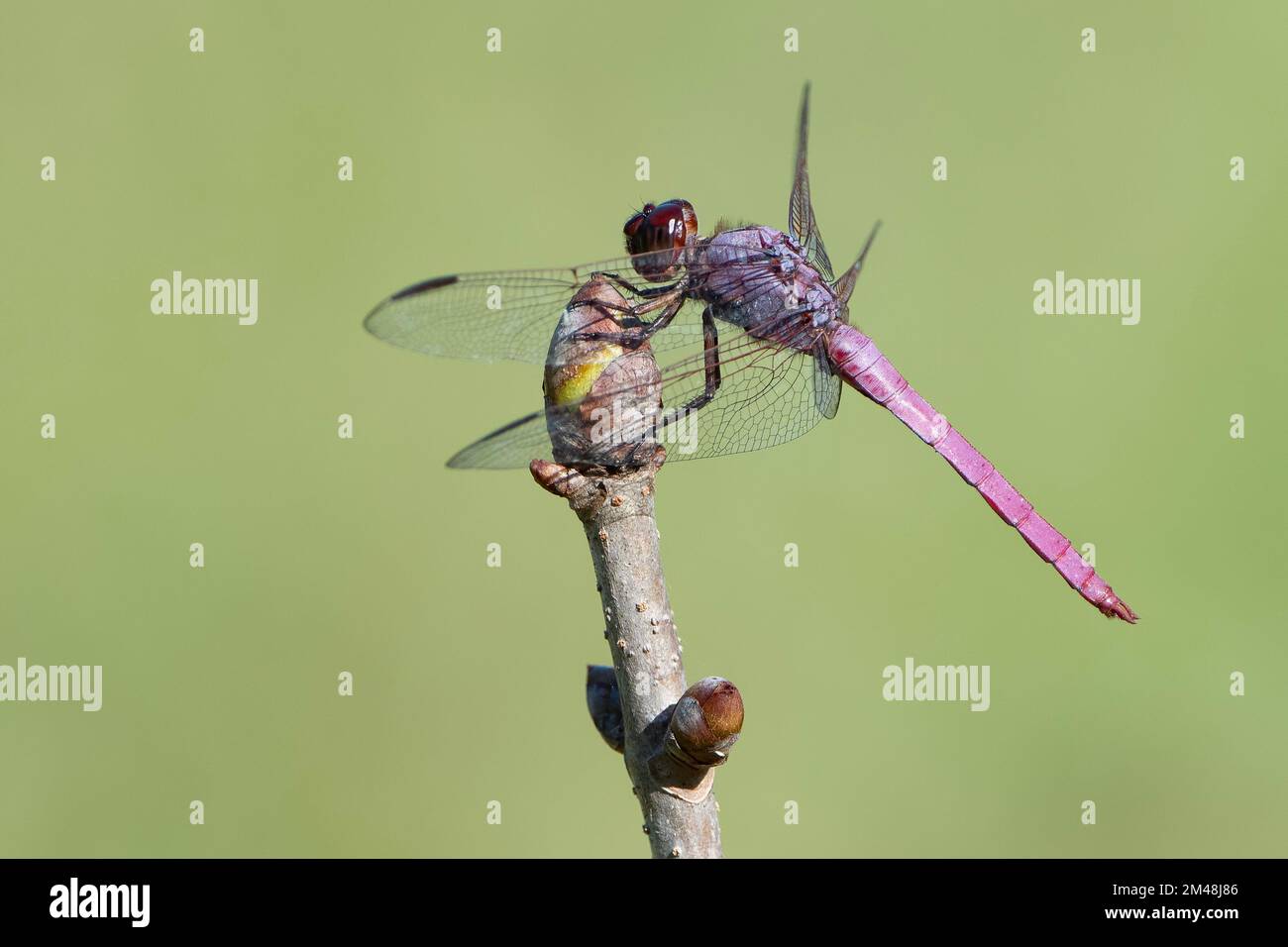 Roseate Skimmer Dragonfly hoch oben auf Buckeye Sapling im südlichen Zentrum von Louisiana Stockfoto