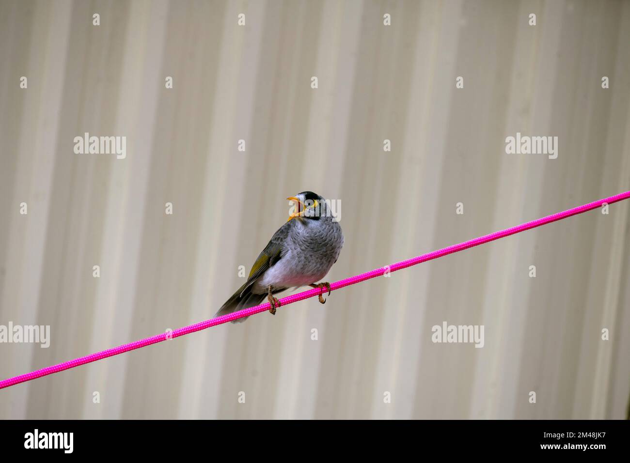 Australian Noisy Miner (Manorina melanocephala) am Seil in Sydney, NSW, Australien (Foto: Tara Chand Malhotra) Stockfoto