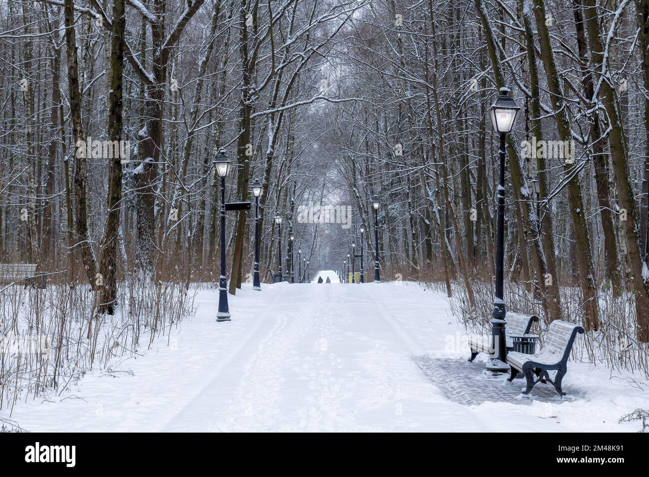 Winter Park mit Bänken und Straßenlaternen, Bäume bedeckt mit starkem Schnee. Winterlandschaft. Stockfoto