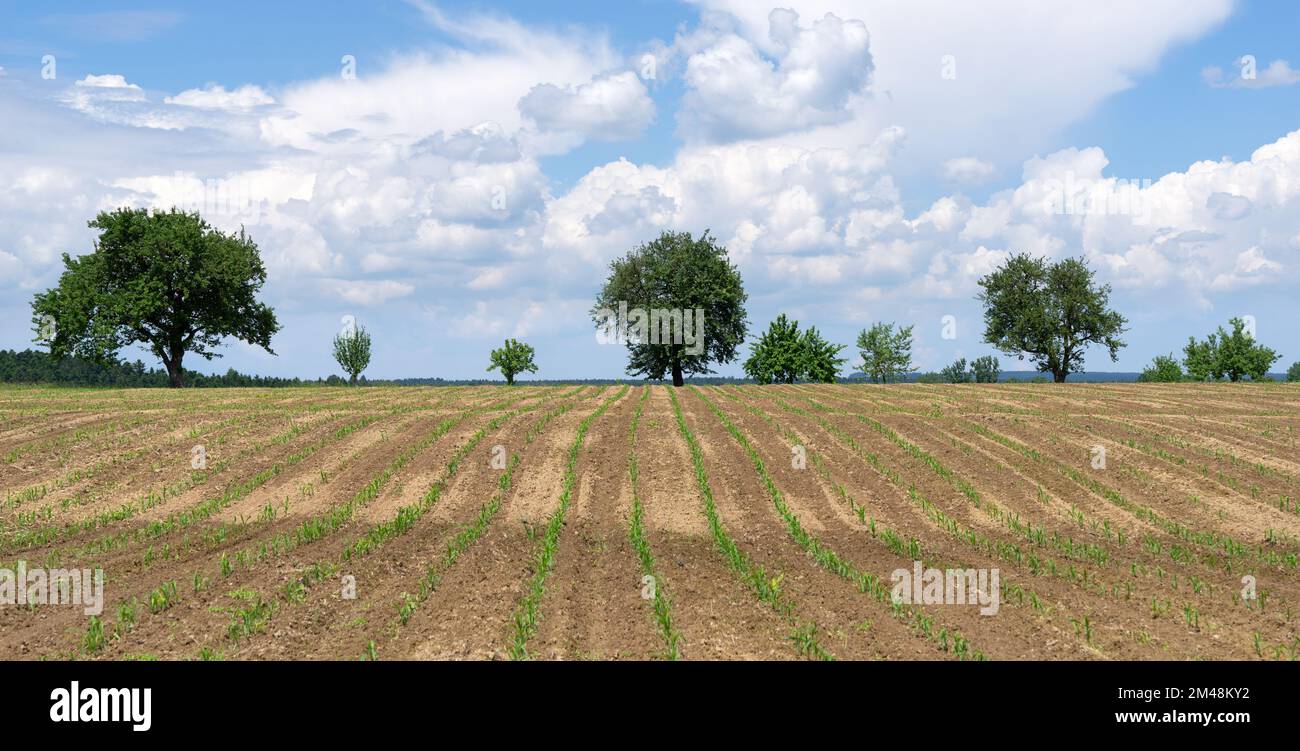 Kleines wellenförmiges Feld mit jungen Maispflanzen vor einigen Bäumen Stockfoto