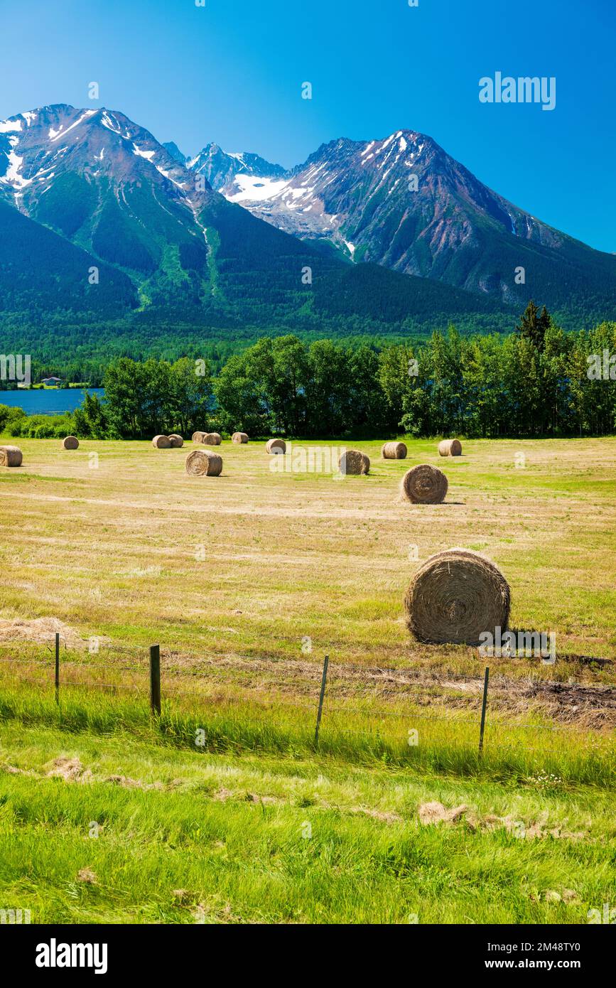 Große runde Heuballen auf Feldern; Lake Kathlyn; Hazelton Mountains; Smithers; British Columbia; Kanada Stockfoto