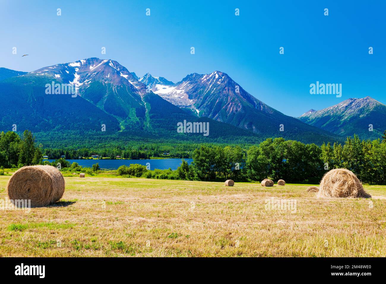 Große runde Heuballen auf Feldern; Lake Kathlyn; Hazelton Mountains; Smithers; British Columbia; Kanada Stockfoto