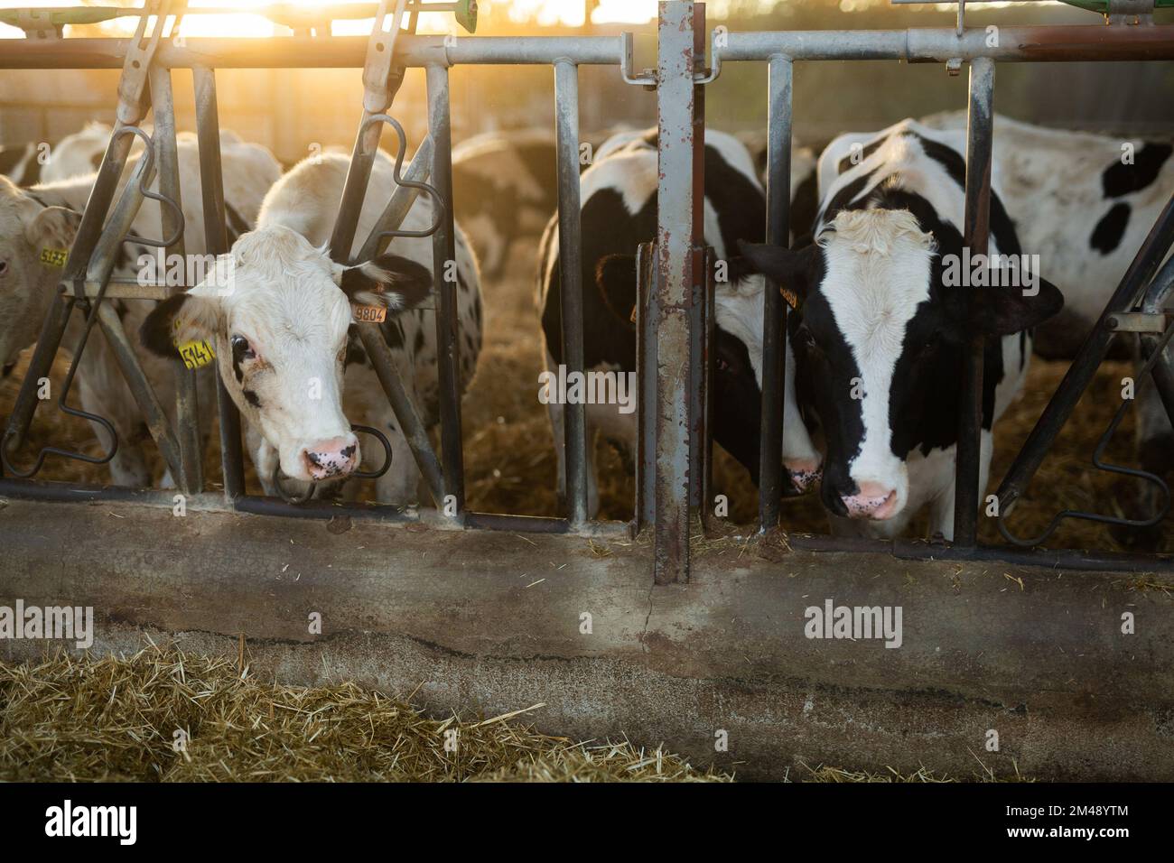 Schwarze und weiße Kühe, die Heu fressen, gucken durch den Stallzaun auf der Farm Stockfoto