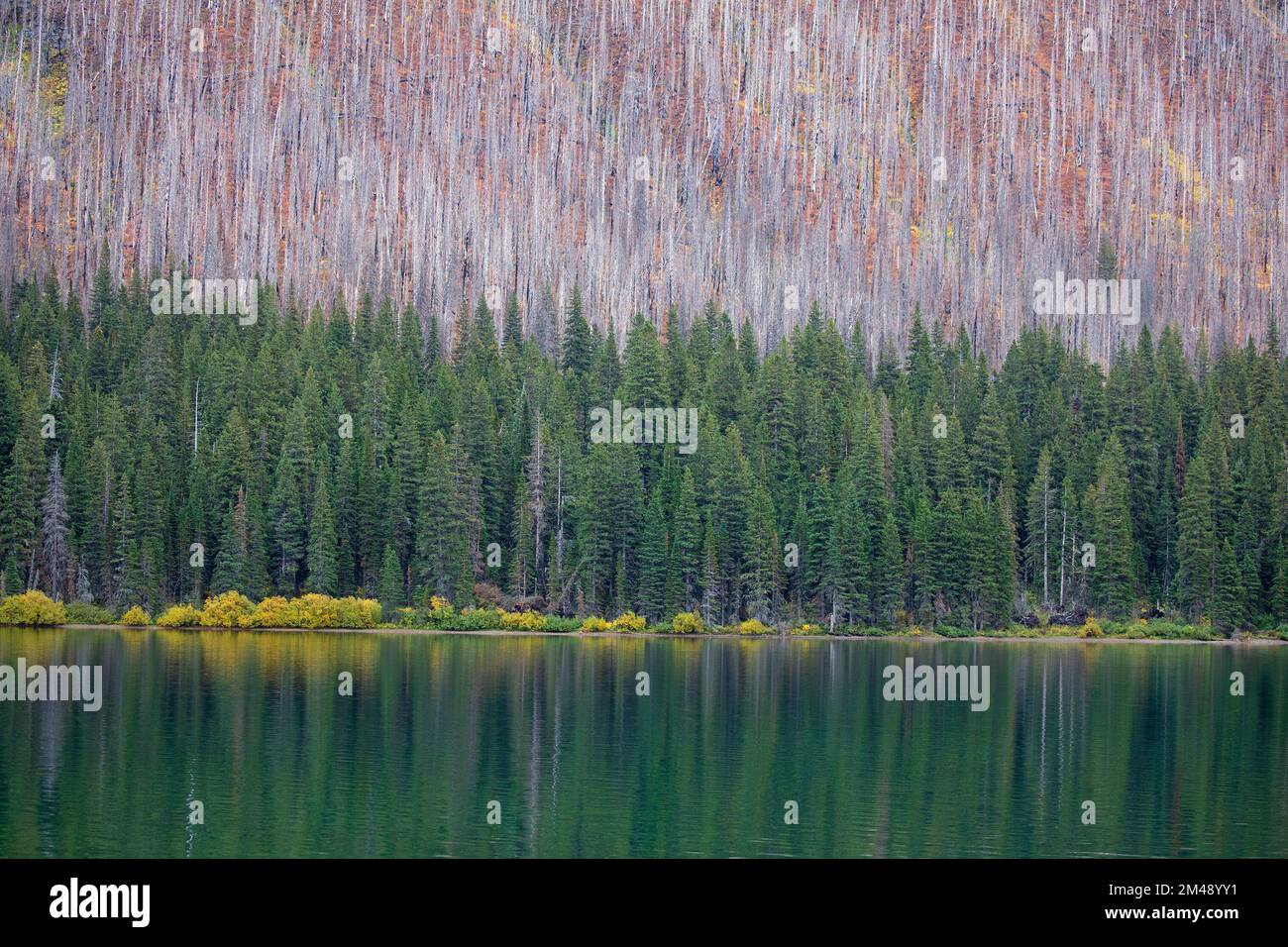 Übrig gebliebene Nadelbäume am Ufer des Cameron Lake überlebten das Kenow-Waldfeuer, während der Wald weiter vom Wasserrand entfernt im Feuer brannte Stockfoto