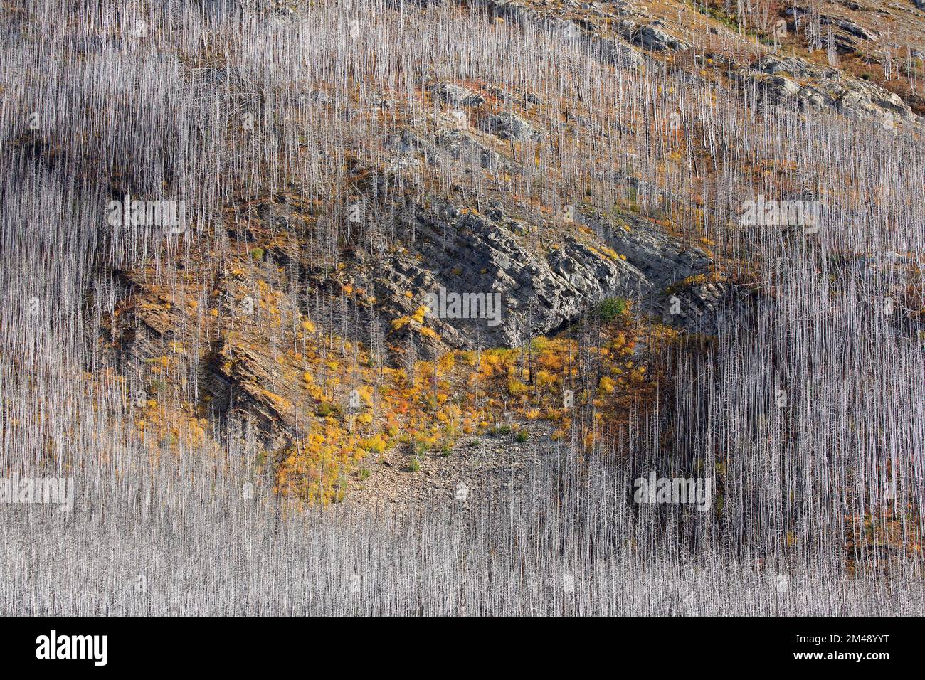 Herbstfarbe im Nachwuchs der Vegetation auf Felsvorsprüngen, umgeben von toten Bäumen, 5 Jahre nachdem der Wald in einem Waldbrand verbrannt wurde, Waterton Park, Kanada. Stockfoto