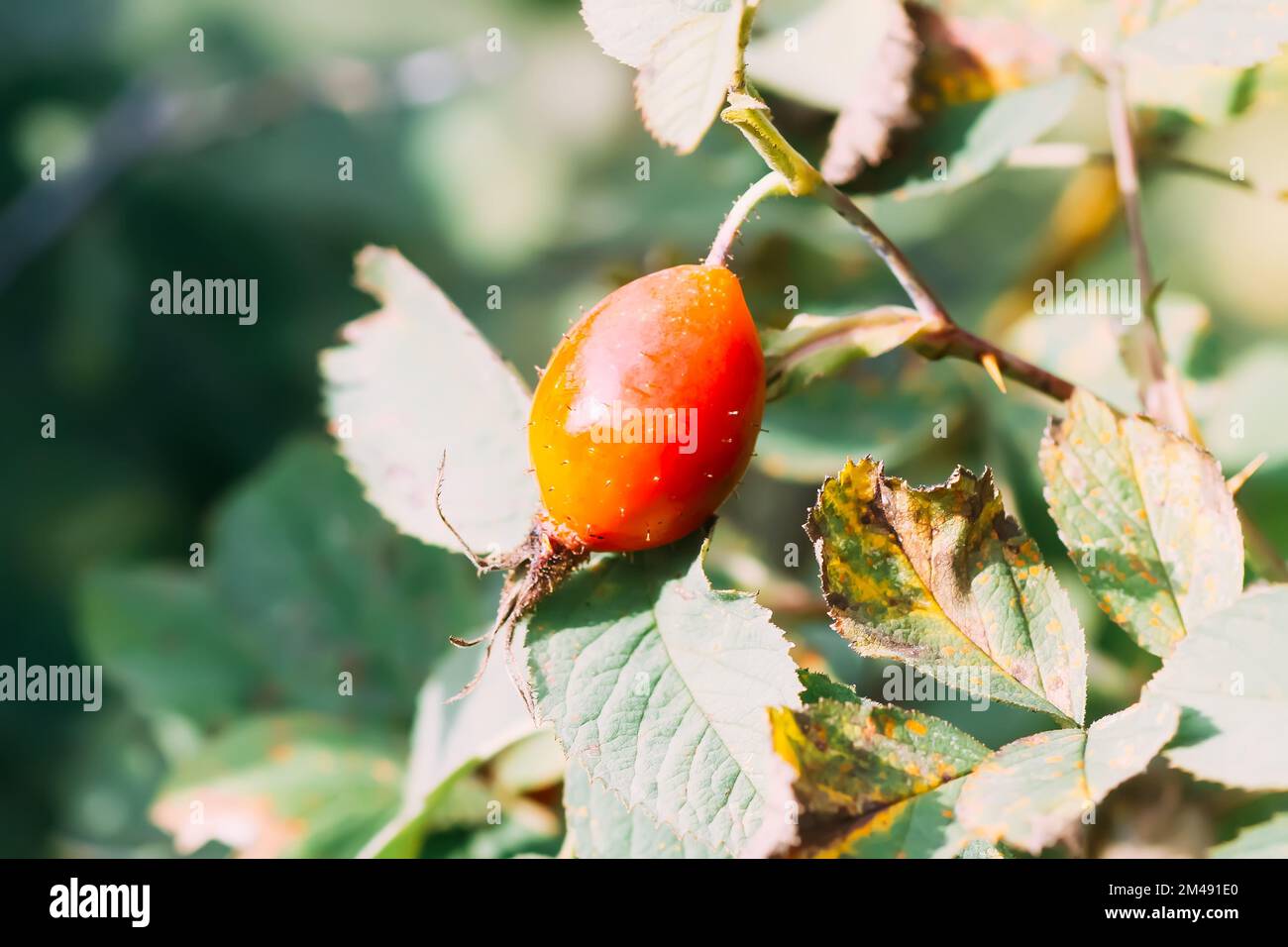 Hagebutte medizinisch reife rote Beeren im Herbstpark. Stockfoto