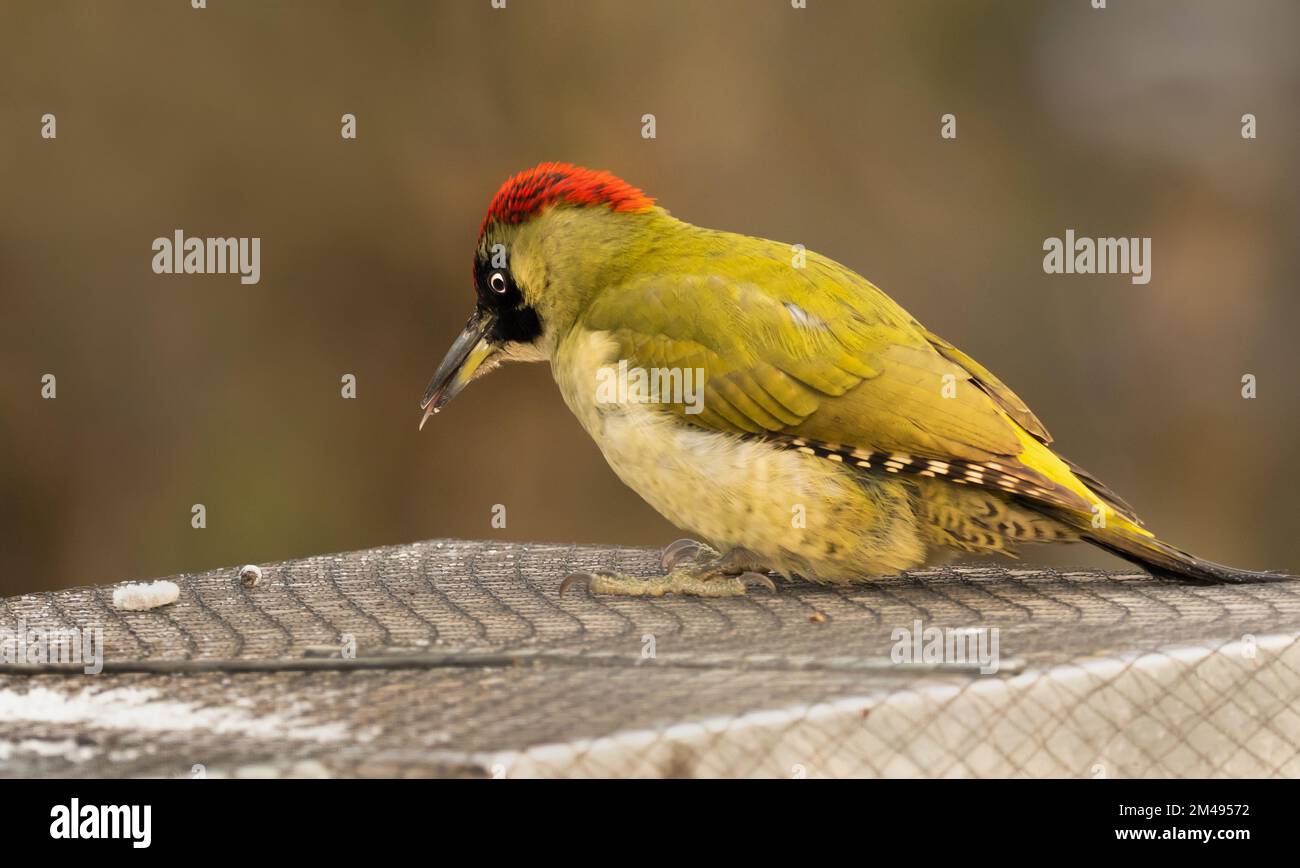 16. Dezember 2022, Berlin: 16.12.2022, Berlin. An einem kalten Dezembertag befindet sich ein grüner Hühner (Picus viridis) auf einer Bienenbude aus Holz, in der sich eine Bienenkolonie befindet. Der Holzkasten hat ein metallverstärktes Dach und ist mit einem Netz gesichert. Allerdings gelingt es dem Specht, mit seinem starken Schnabel Löcher in die Wände zu machen, um Bienen zu fangen. Der Hauptschaden für den Imker liegt in der Störung des Winterschlafs der Honigbienen und in der Kälte, die durch die Löcher in den Bienenstock gelangt. Dadurch wird die gesamte Kolonie beschädigt. Foto: Wolfram Steinberg/dpa Foto: Wolfram Steinberg/dpa Stockfoto