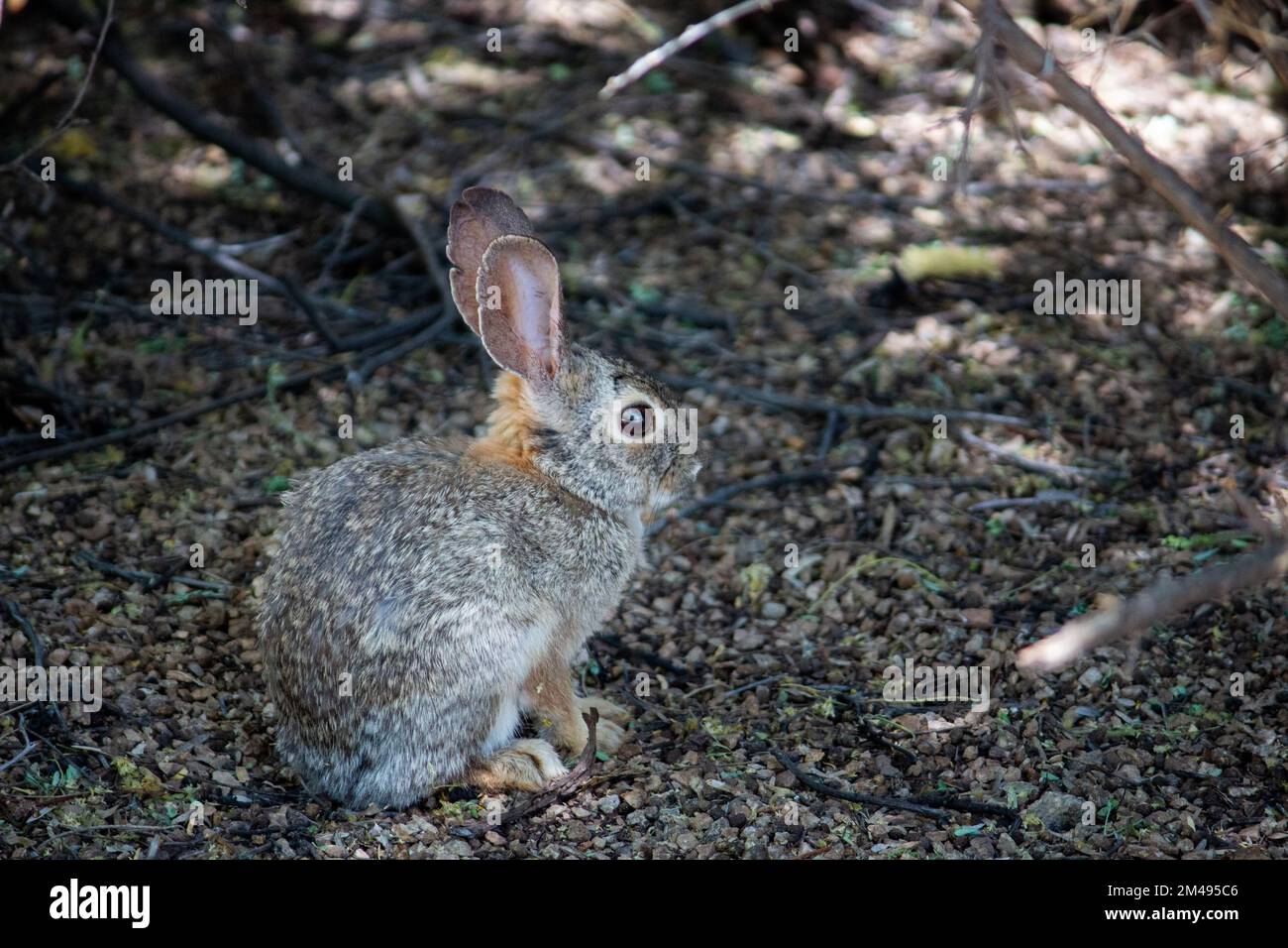 Ein Wüstenhasen in Arizona. Stockfoto