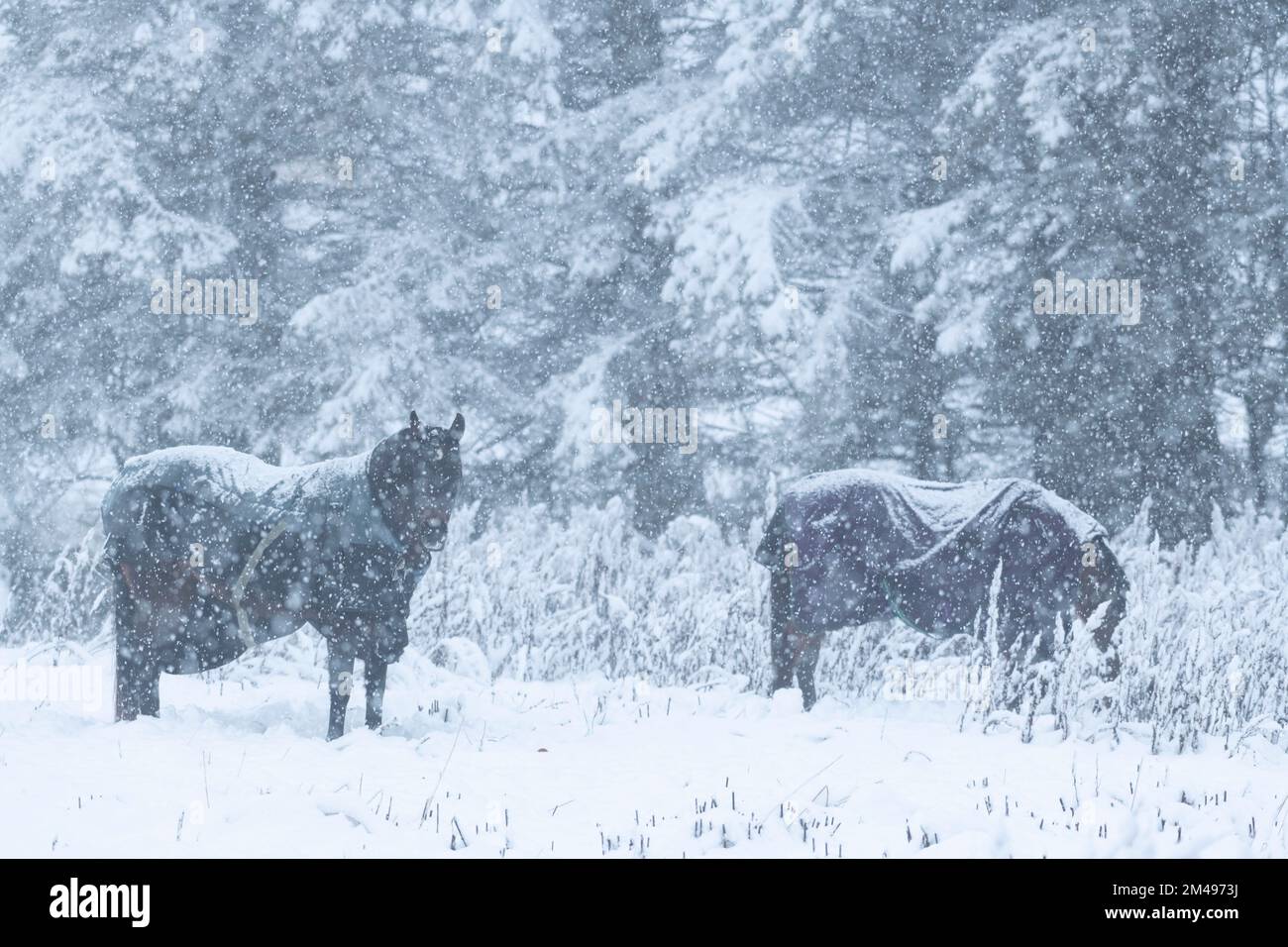 Zwei Pferde mit schneebedeckten Teppichen, die während eines Schneesturms nach Essen in Schnee suchen Stockfoto