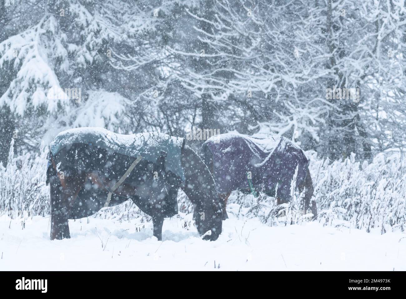 Zwei Pferde mit schneebedeckten Decken auf der Suche nach Essen im Schnee, wenn es schneit Stockfoto
