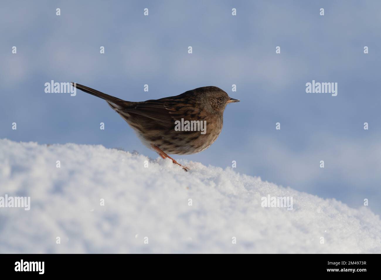 Ein Dunnock oder Hedge Sparrow (Prunella Modularis), der auf Schnee in der Wintersonne steht Stockfoto