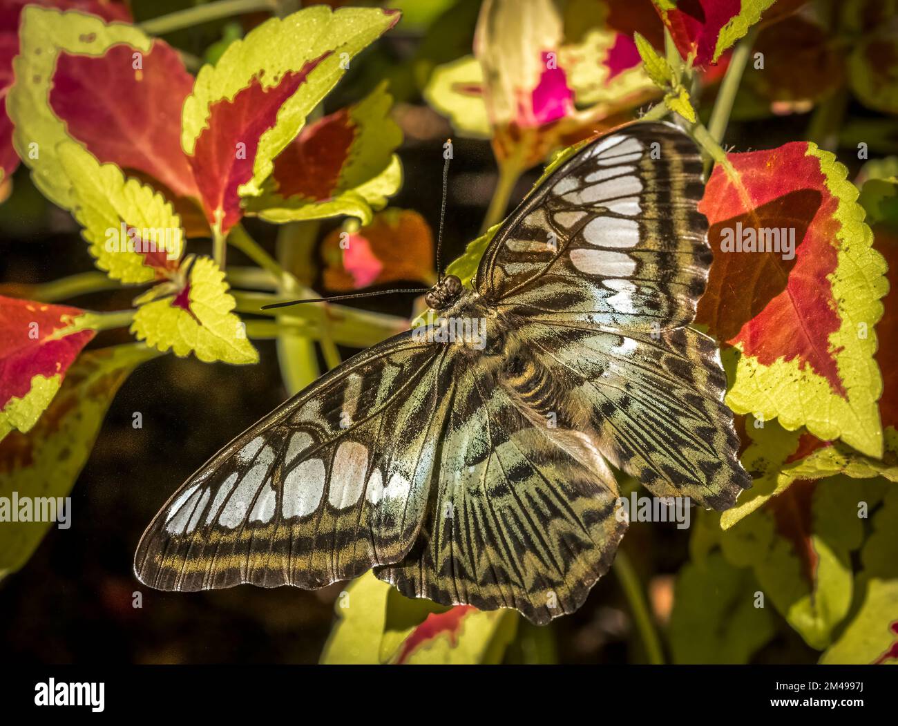 Nahaufnahme eines Braunen Schmetterlings (Parthenos sylvia) Stockfoto