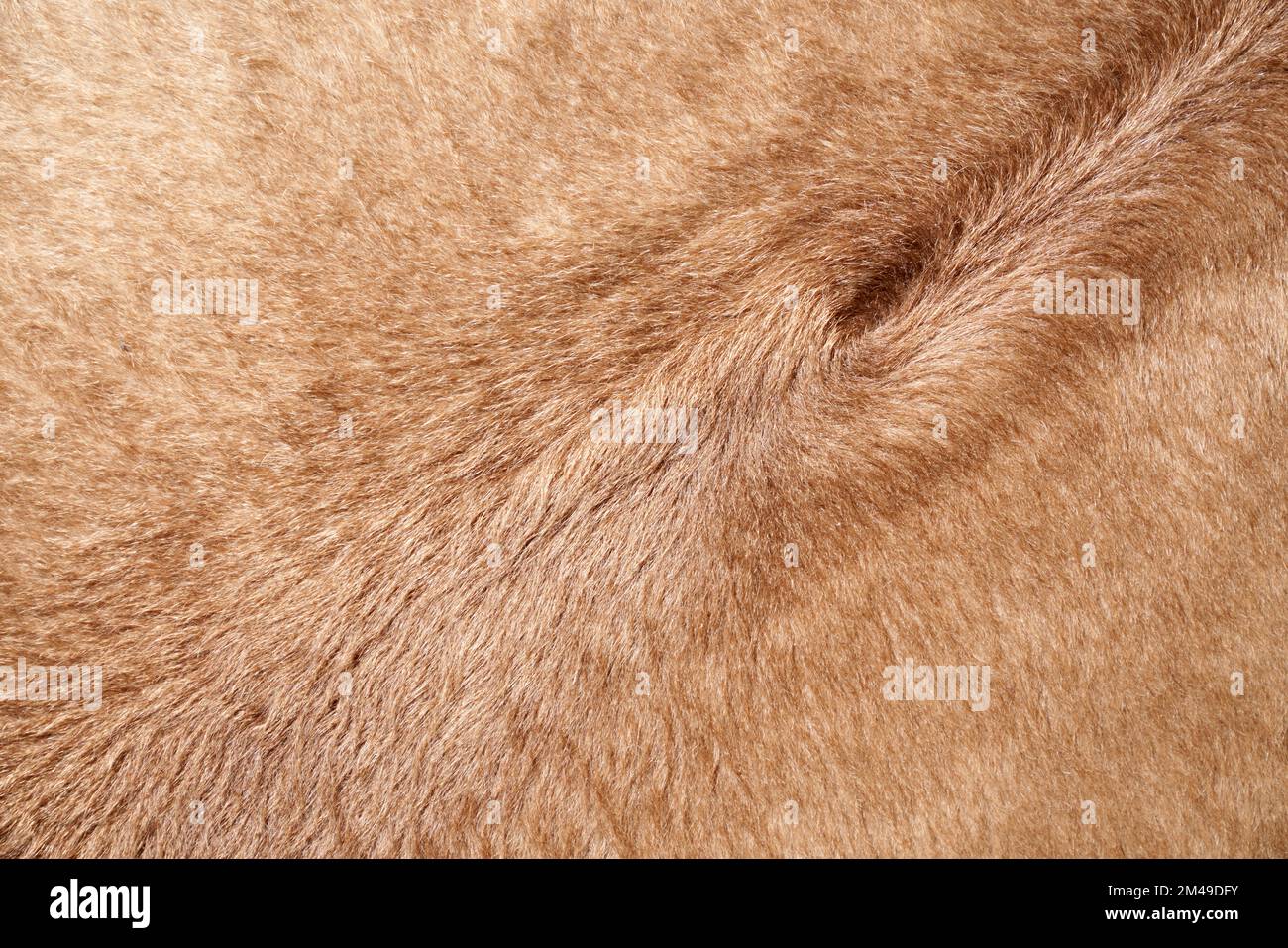 Weiche Textilien mit kurzem braunem Flor oder Fell, mit natürlichem Wirbel. Nahaufnahme von einfarbigem, künstlichem Tierpelzhintergrund, Plüsch oder Fleece. Das Konzept des strukturierten Hintergrunds. Stockfoto