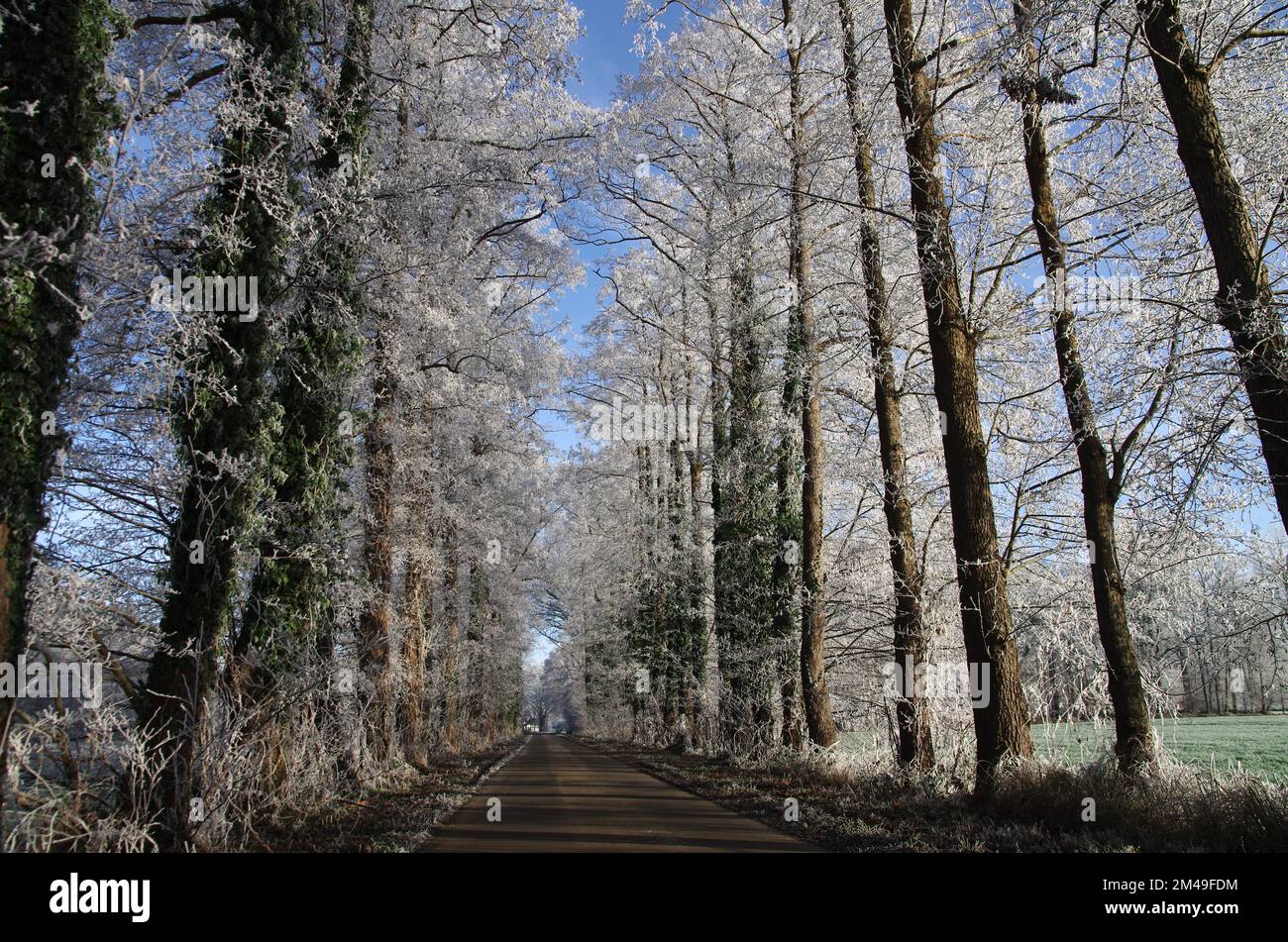 Landschaft, Straße, Bäume, Zweige, Winter, Deutschland, die Zweige und Zweige der Laubbäume sind mit Frost bedeckt Stockfoto