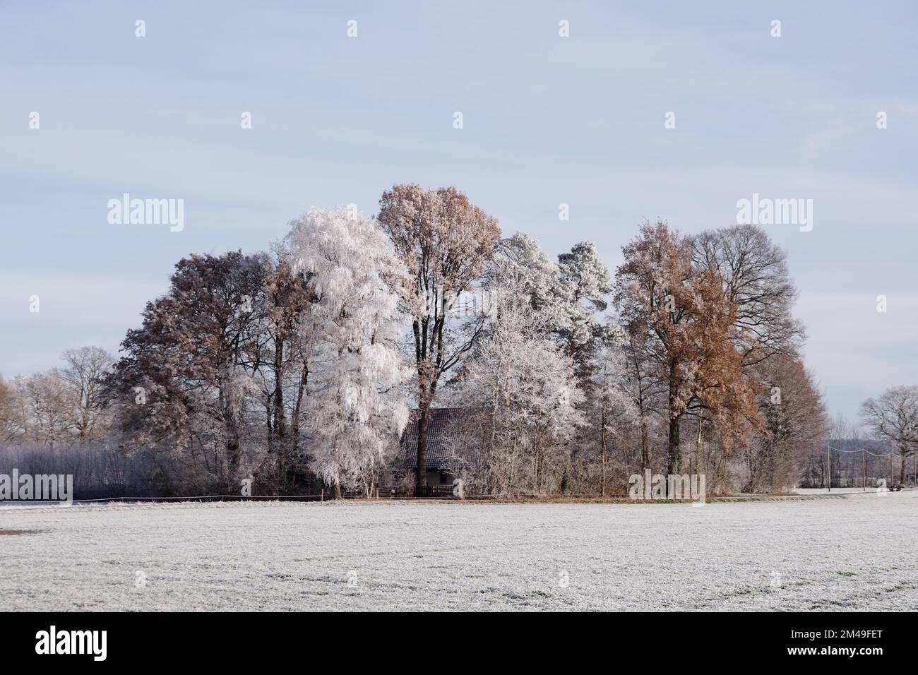Landschaft, ländlich, Bäume, Feld, Winter, Himmel, Frost, Deutschland, Ein Haus steht versteckt hinter einer Reihe von Bäumen. Die Bäume sind mit Frost bedeckt und variieren Stockfoto
