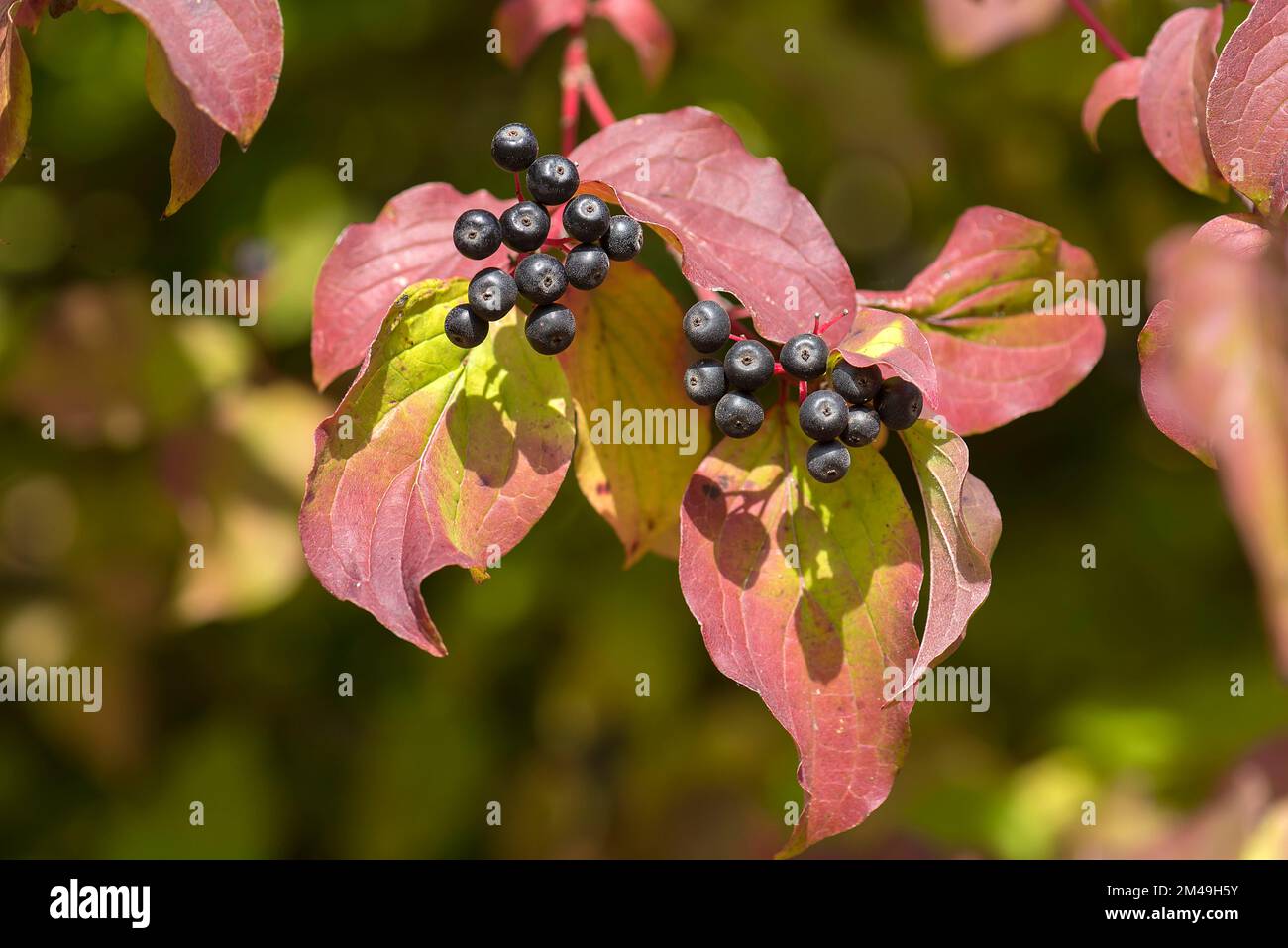 Früchte des Herbstroten Dornhais (Cornus sanguinea), Bayern, Deutschland Stockfoto