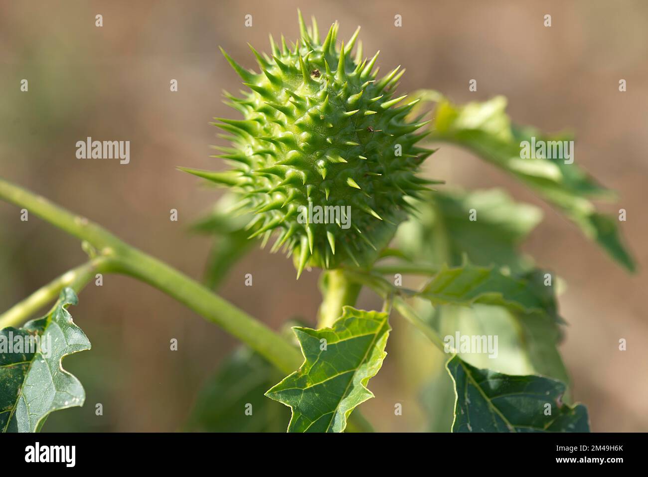 Samenkapsel von Jimson-Unkraut (Datura stramonium) im Frühstadium der Entwicklung, Bayern Stockfoto