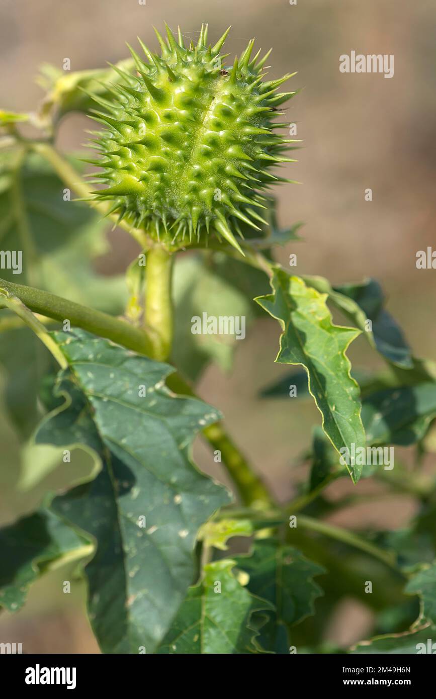 Samenkapsel von Jimson-Unkraut (Datura stramonium) im Frühstadium der Entwicklung, Bayern Stockfoto