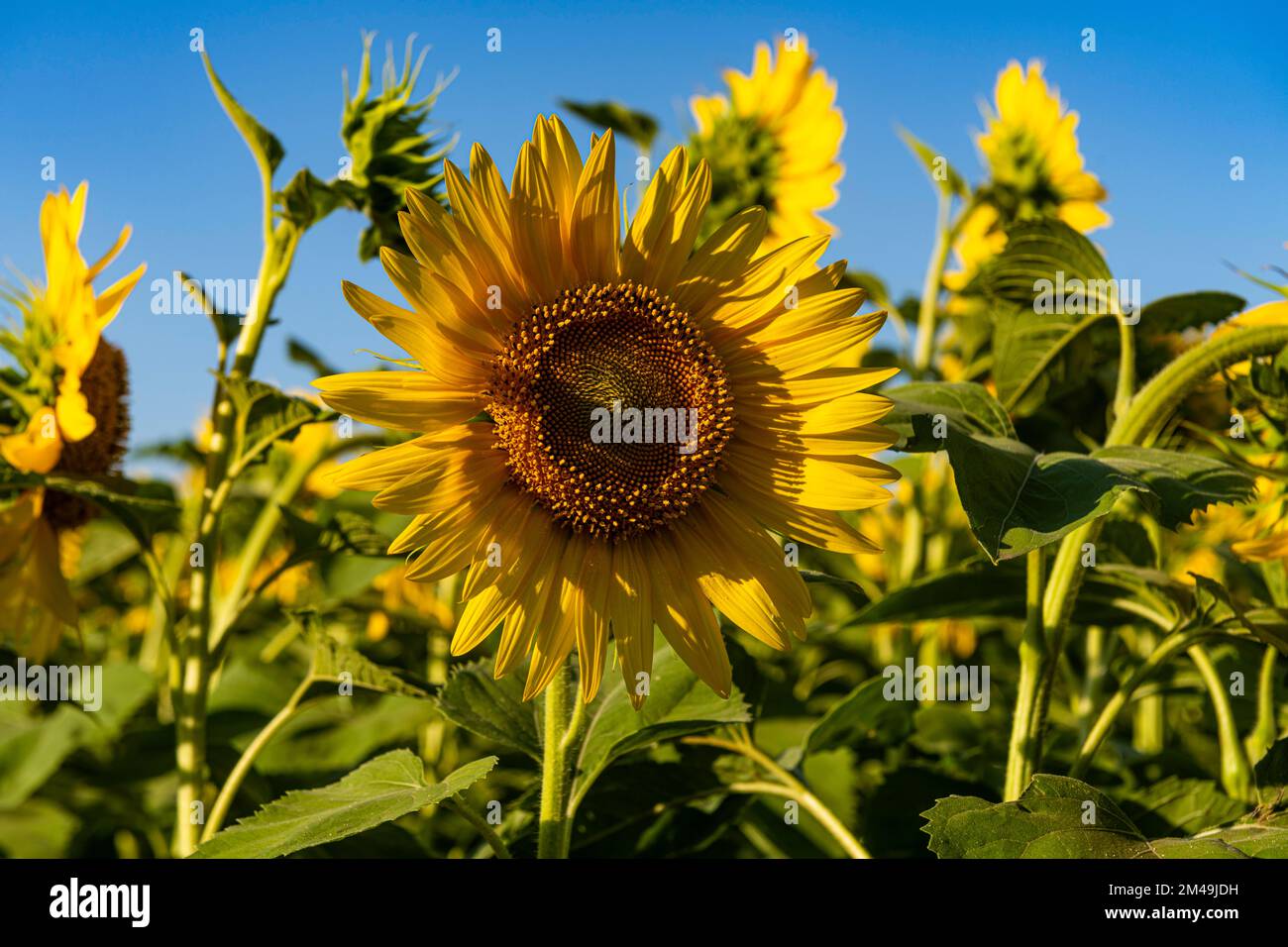 Feld der Sonnenblumen, Oblast Orenburg, Russland Stockfoto